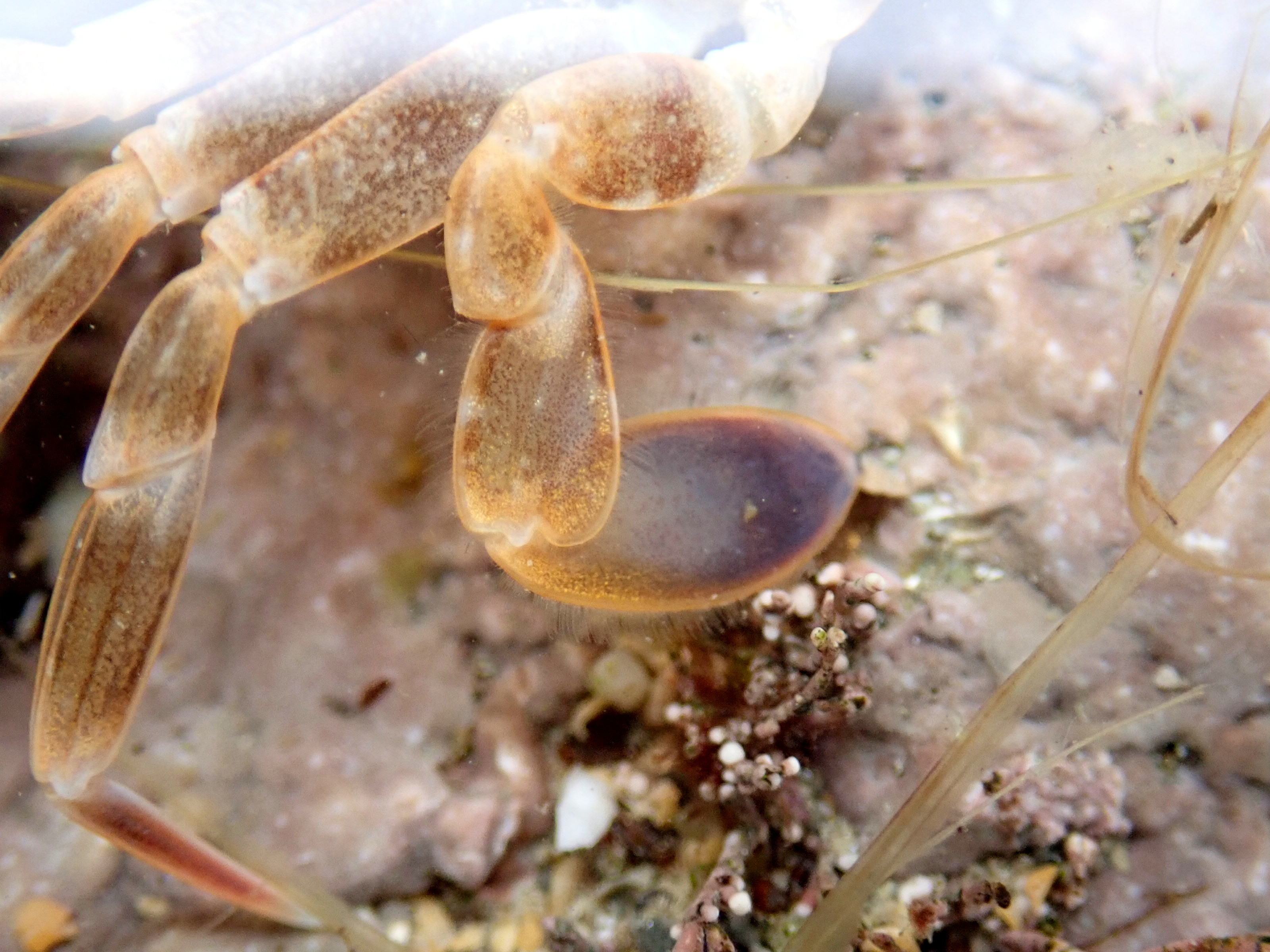 The distinctive blue paddle on the back leg of the harbour crab (Liocarcinus depurator).