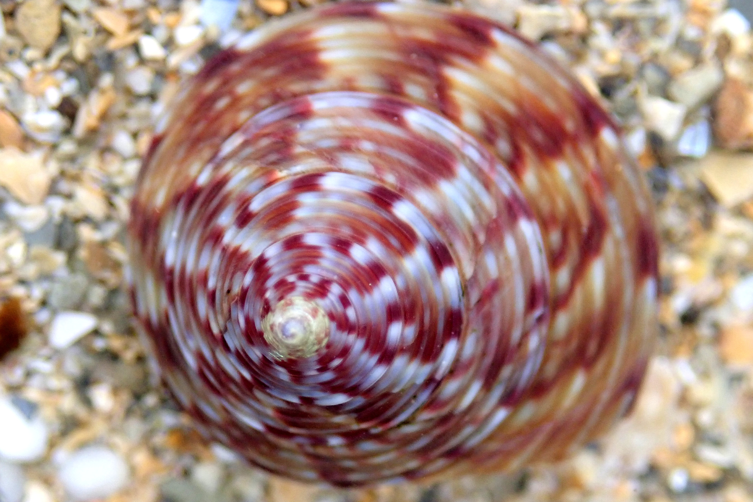 Painted topshell from above - the patterns make my eyes go funny!