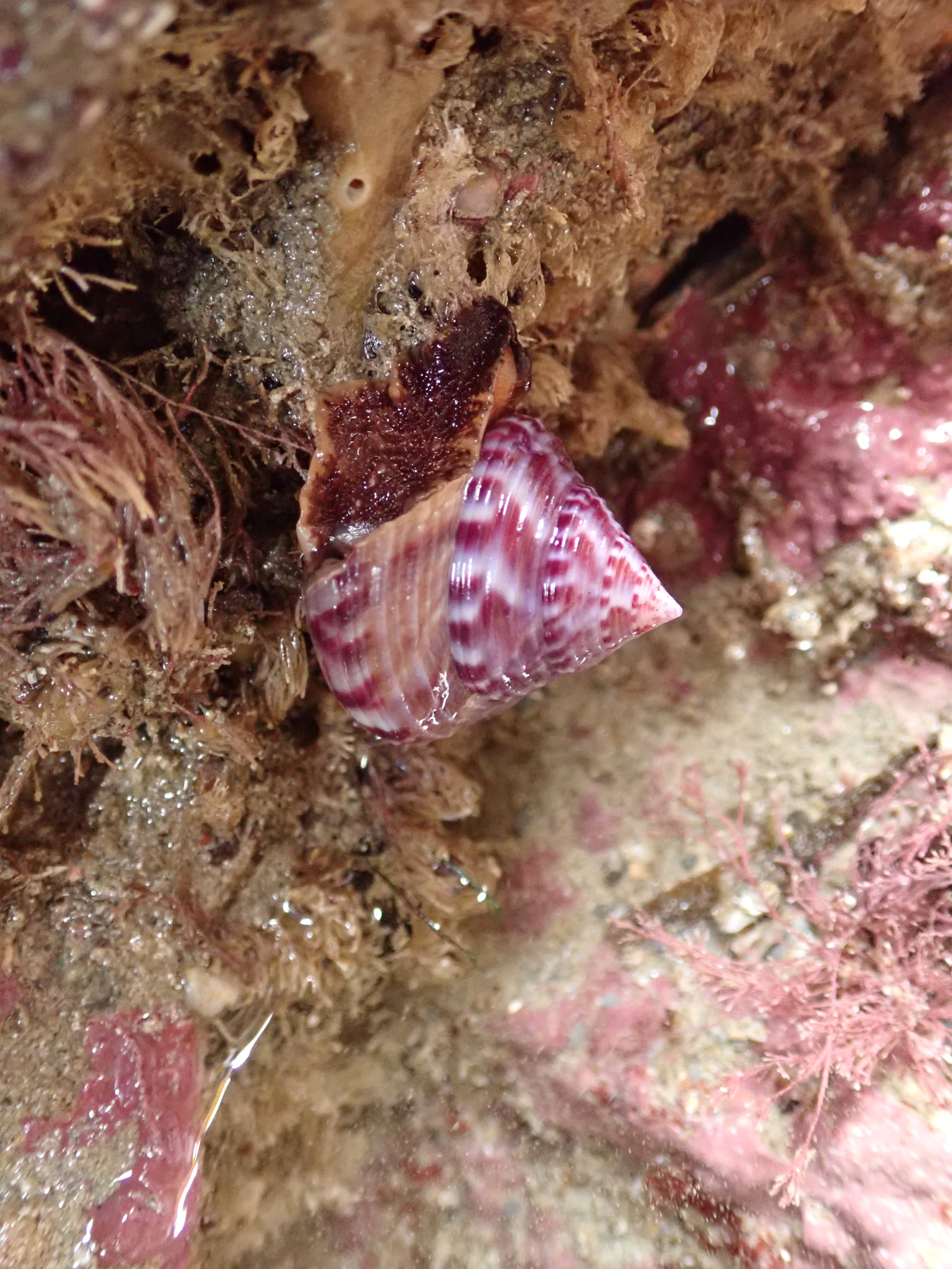 Colours in the rock pools at Porth Mear - painted topshell