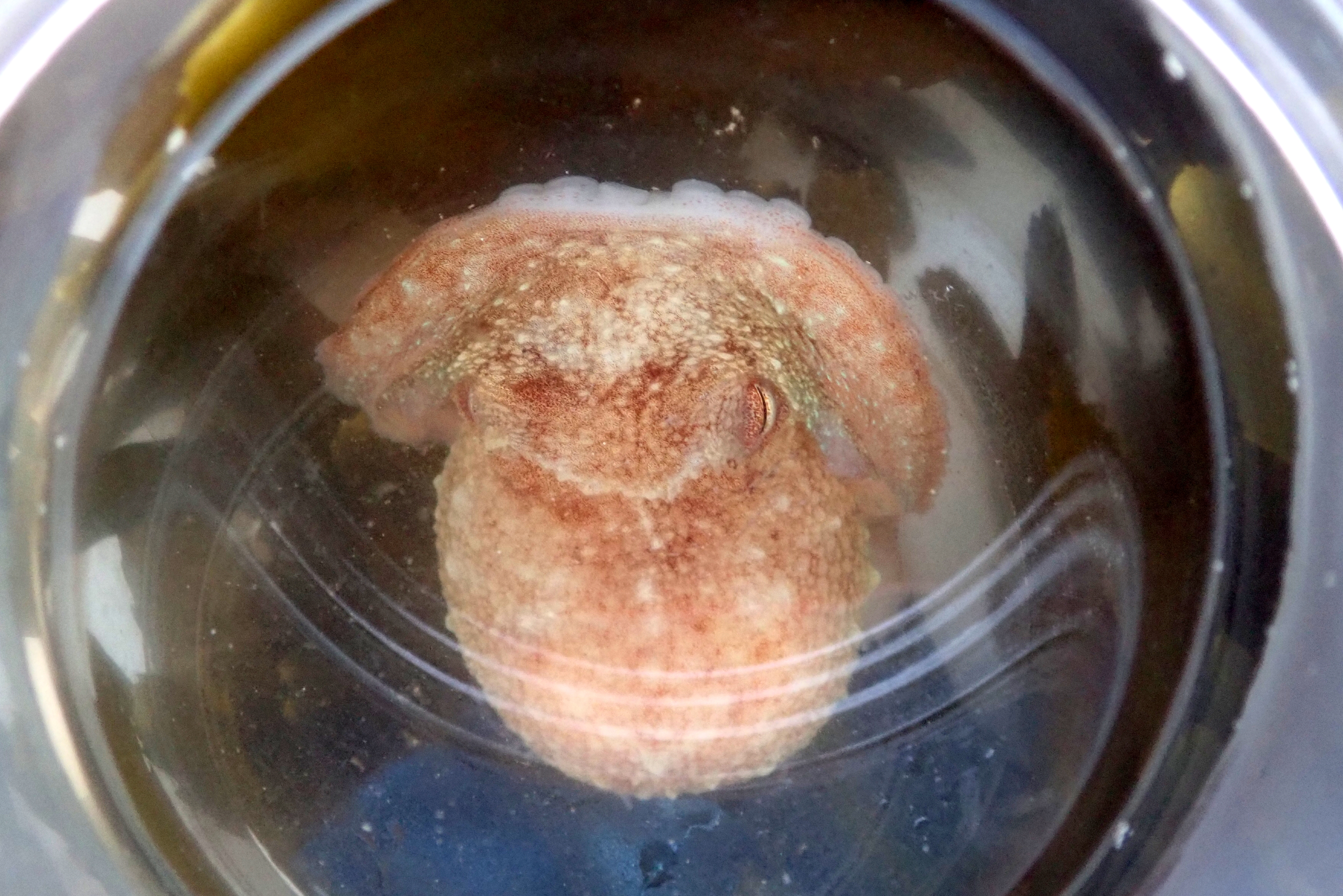Curled octopus looking paler as we placed it in a white bucket - it also changed its skin texture.