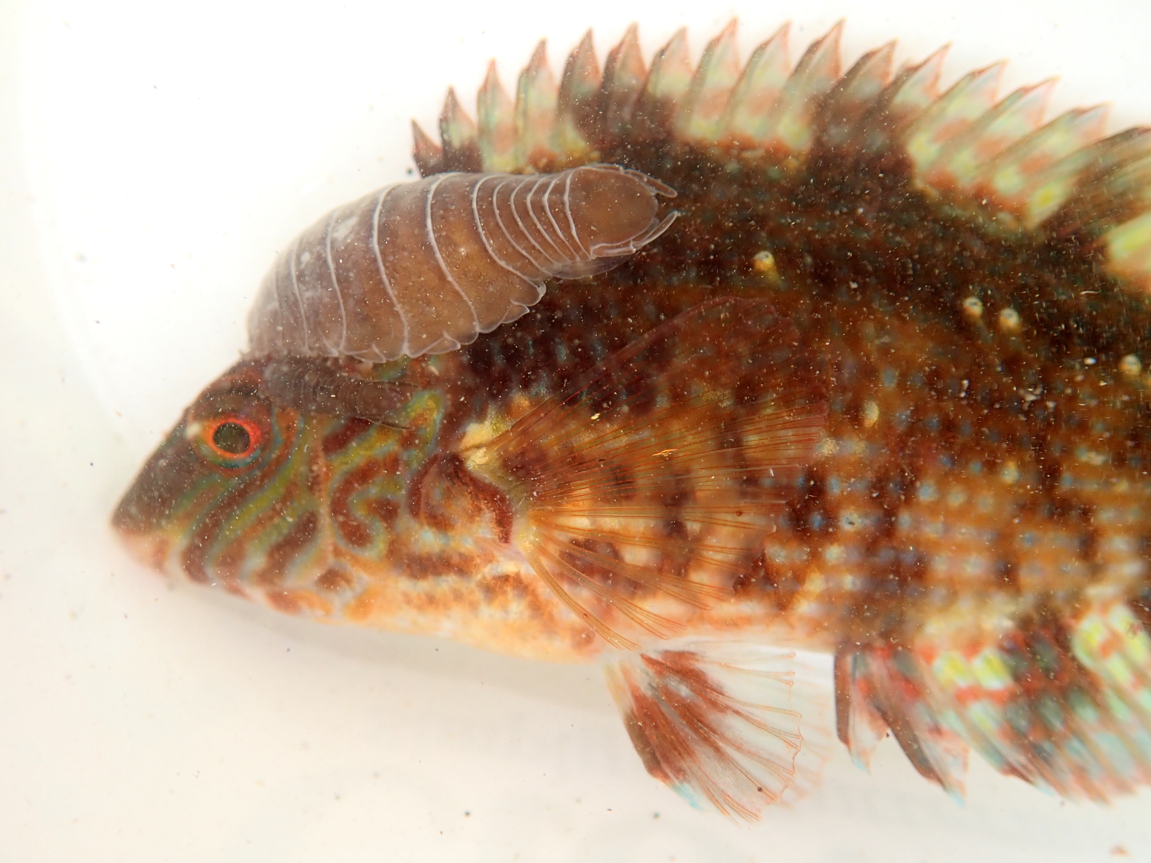 Corkwing wrasse with parasitic isopods (Anilocra physodes)