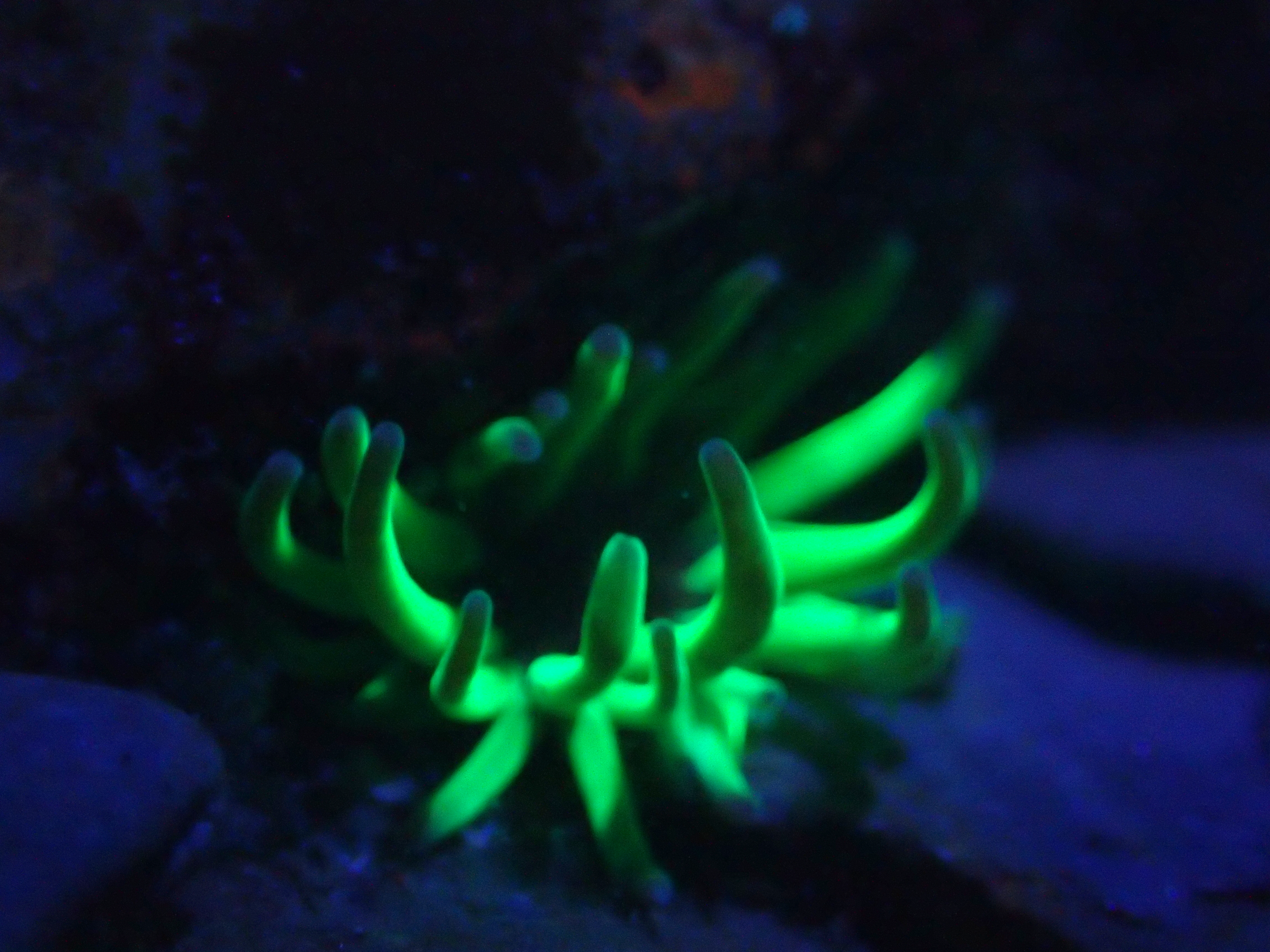 A spooky night time rock pooling walk is definitely on the programme for this Halloweeen!