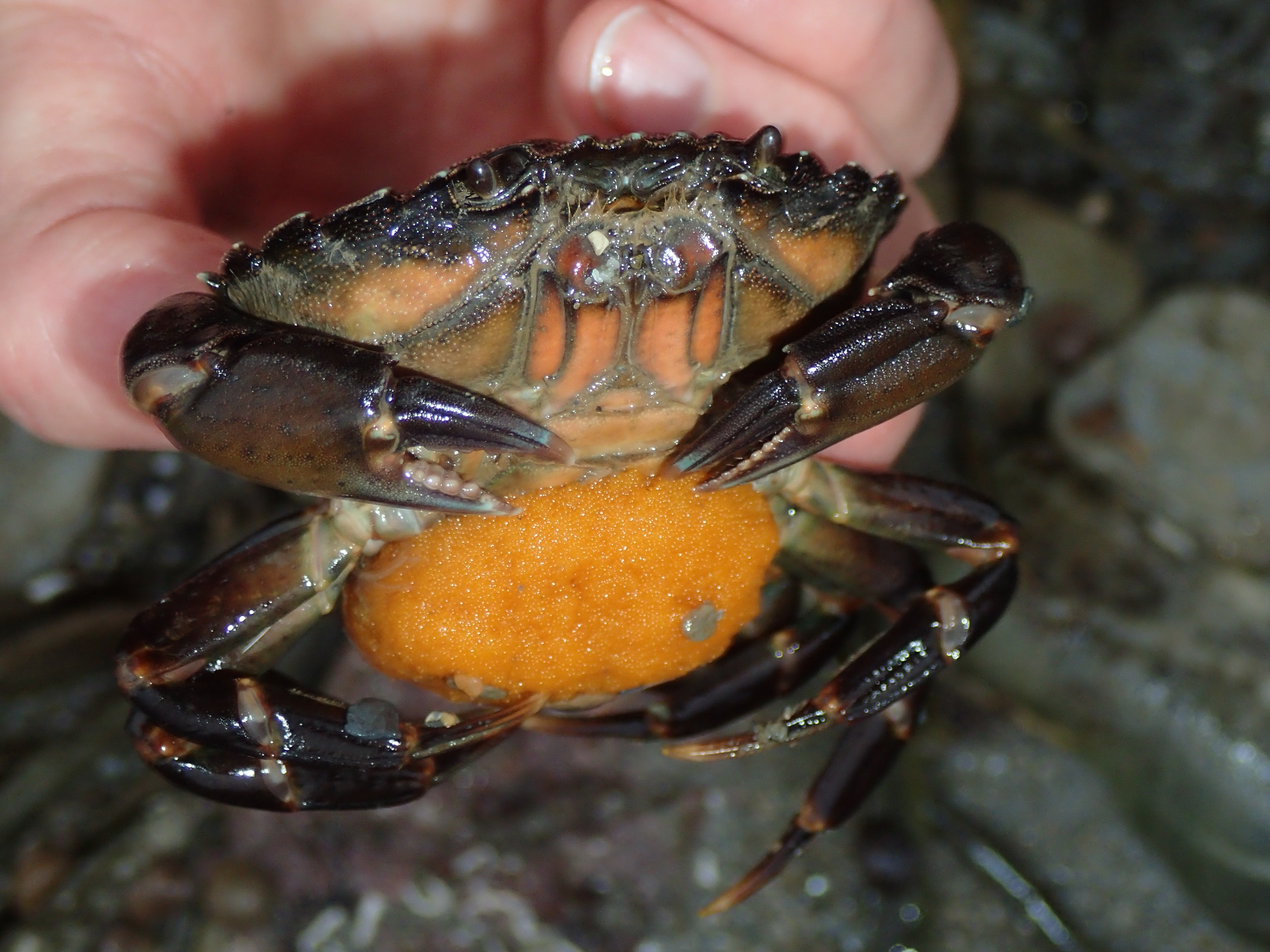 Female crabs keep their eggs underneath their tails until they hatch out.