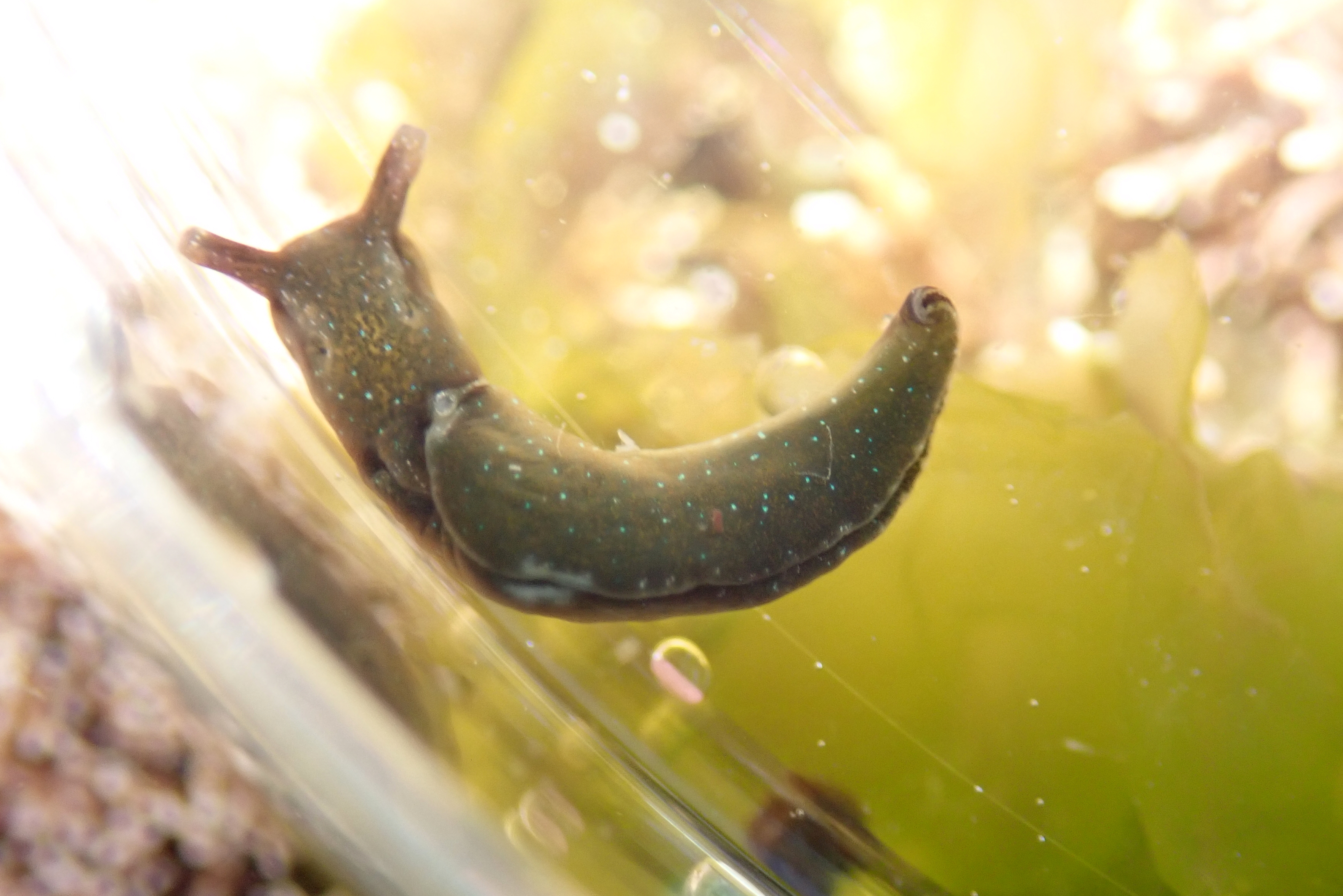 Elysia viridis, the photosynthesising sea slug. This slug retains the chloroplasts from the seaweeds it eats and they carry on producing energy inside its body.