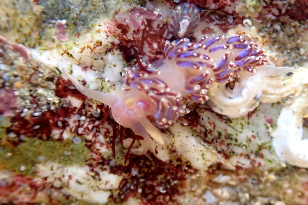 Facelina auriculata sea slug