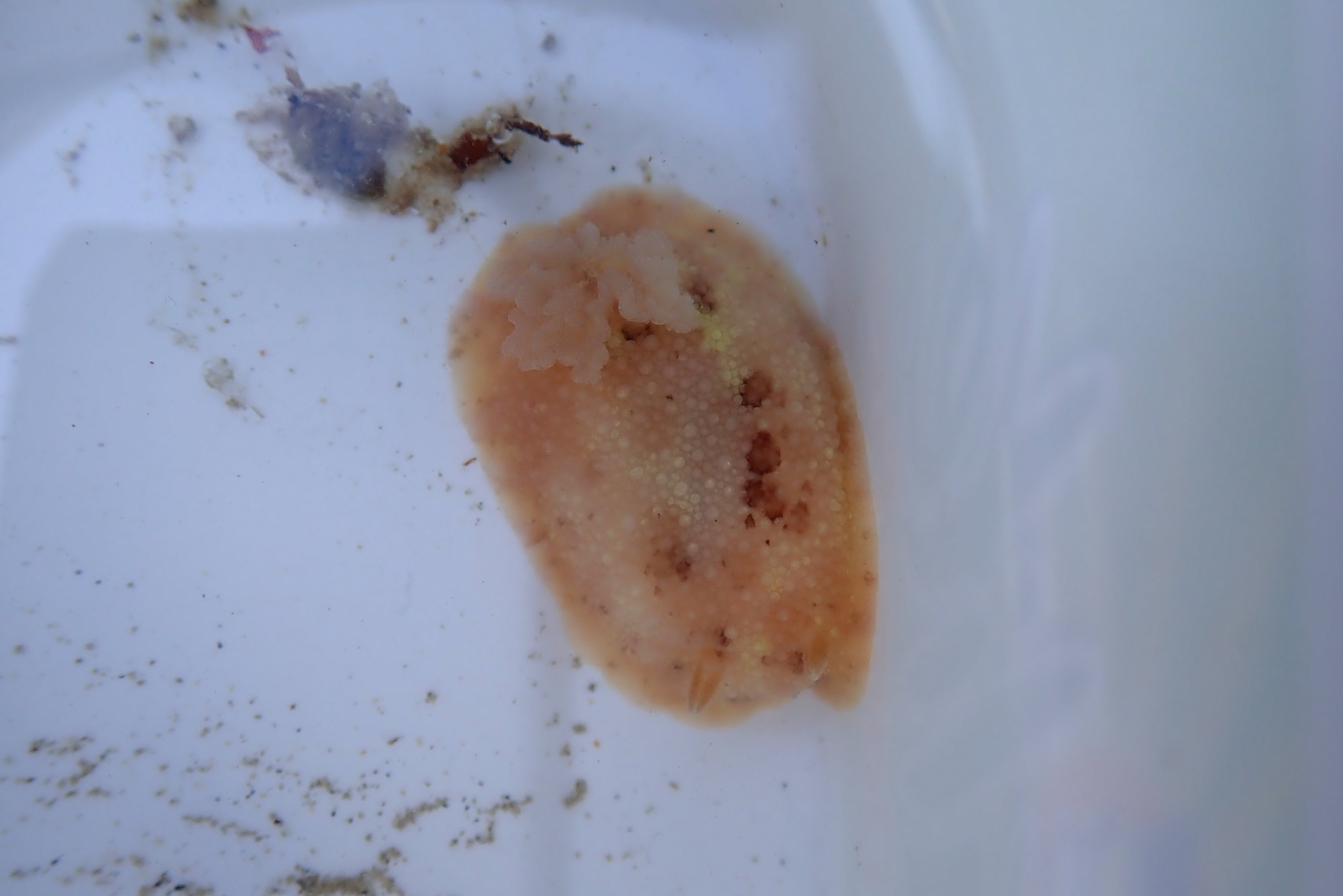 The sea lemon, showing its feathery gills (top) and the rhinophores on its head (bottom).