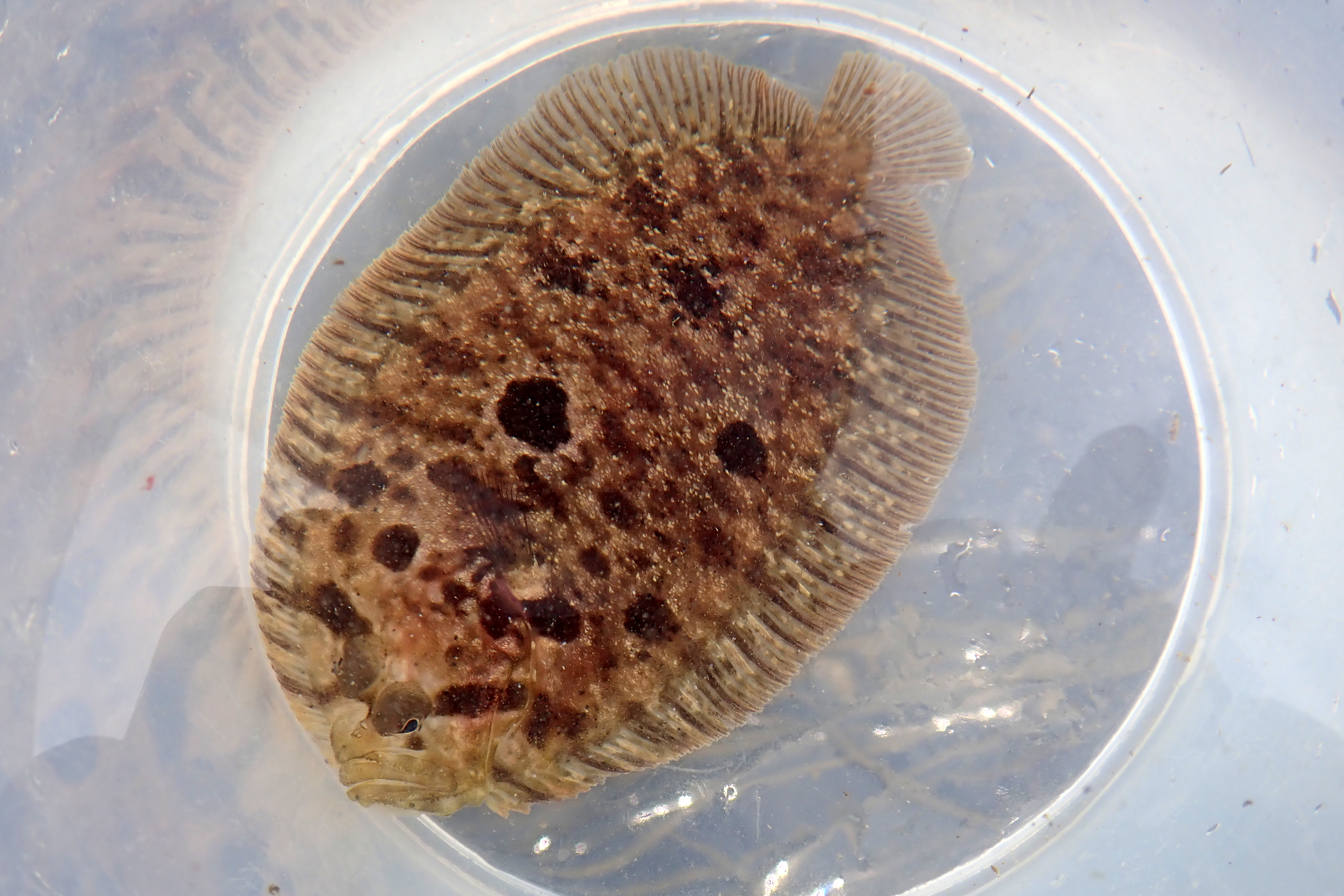 Topknot flatfish showing the classic dark stripe across the eyes.