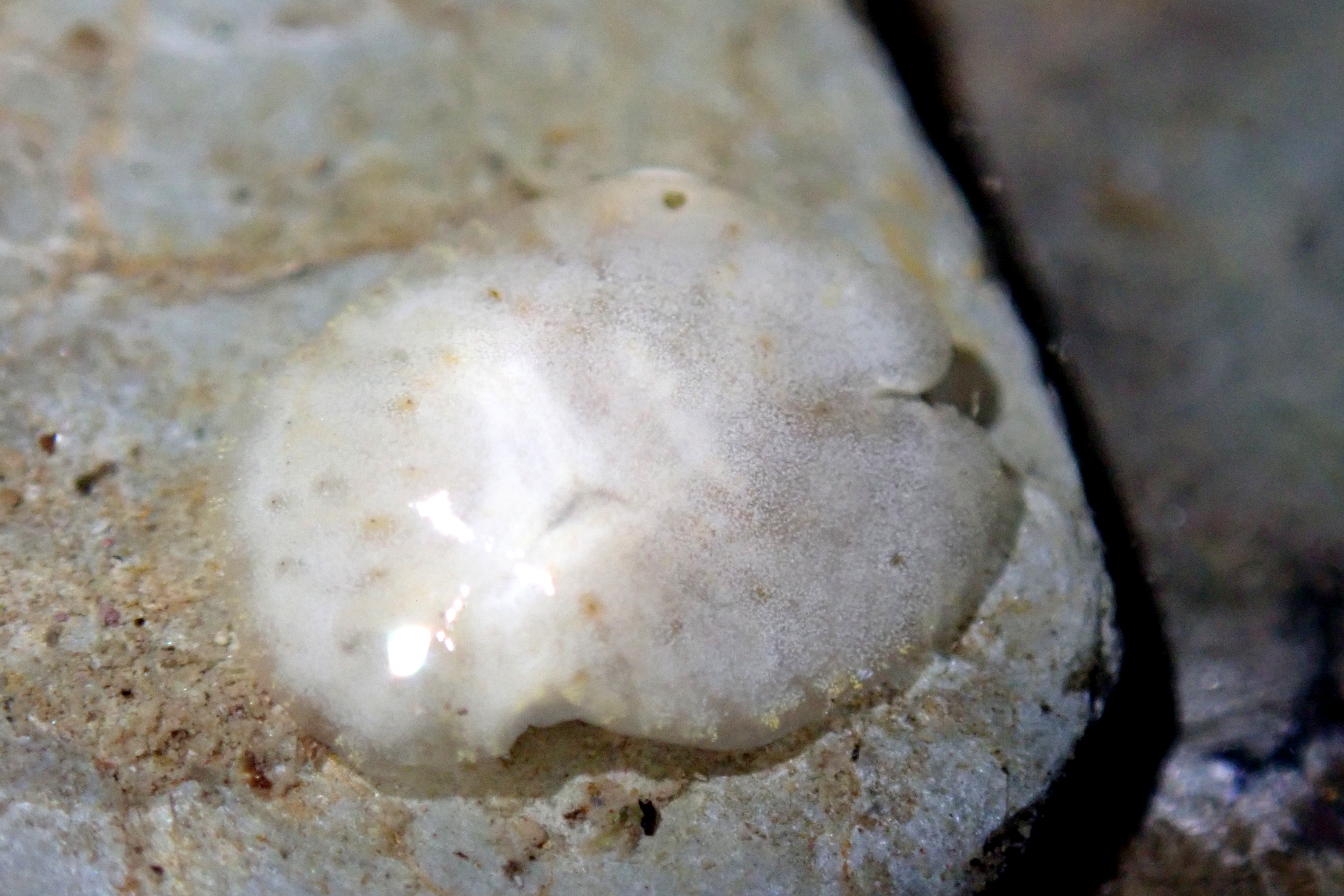 Blob of the day - My first Lamellaria latens. This is a sea snail but the shell is internal.