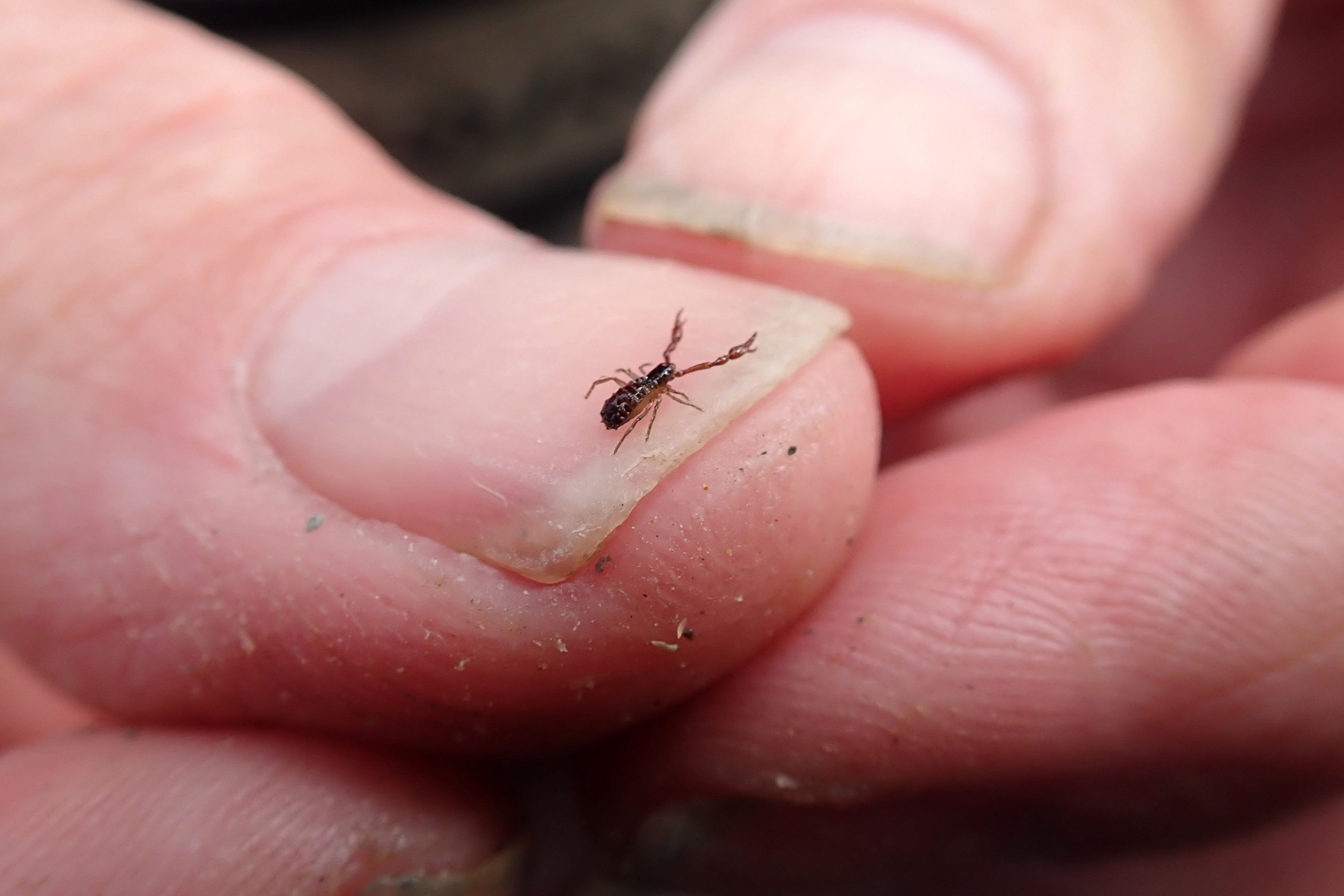 It's no wonder pseudoscorpions are overlooked - they're only a few milimetres long and live hidden away in cracks in the rocks.