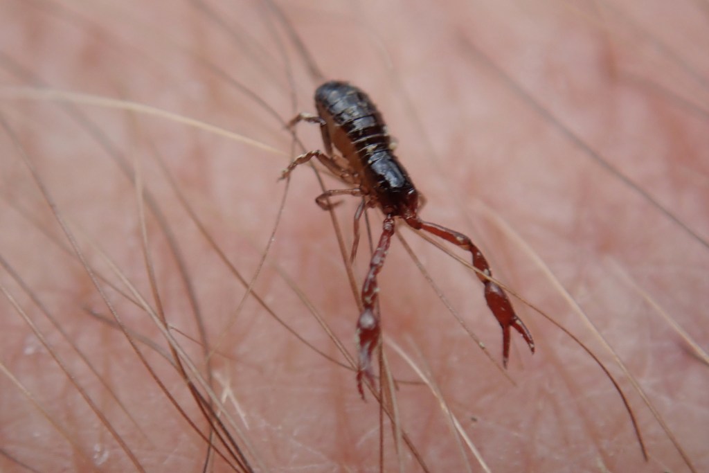 Pseudoscorpions, springtails and colourful&nbsp;eggs