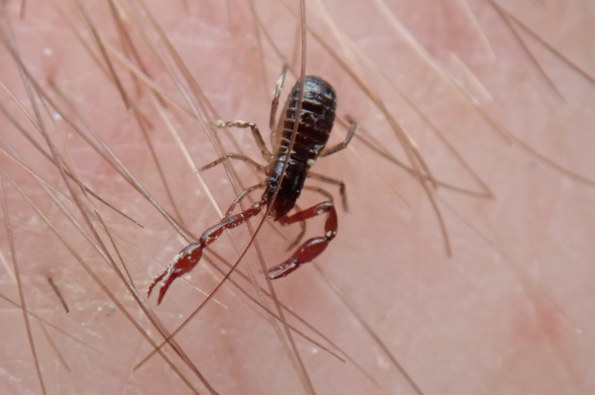 Pseudoscorpion Neobisium maritimum showing off its fabulous pincers.