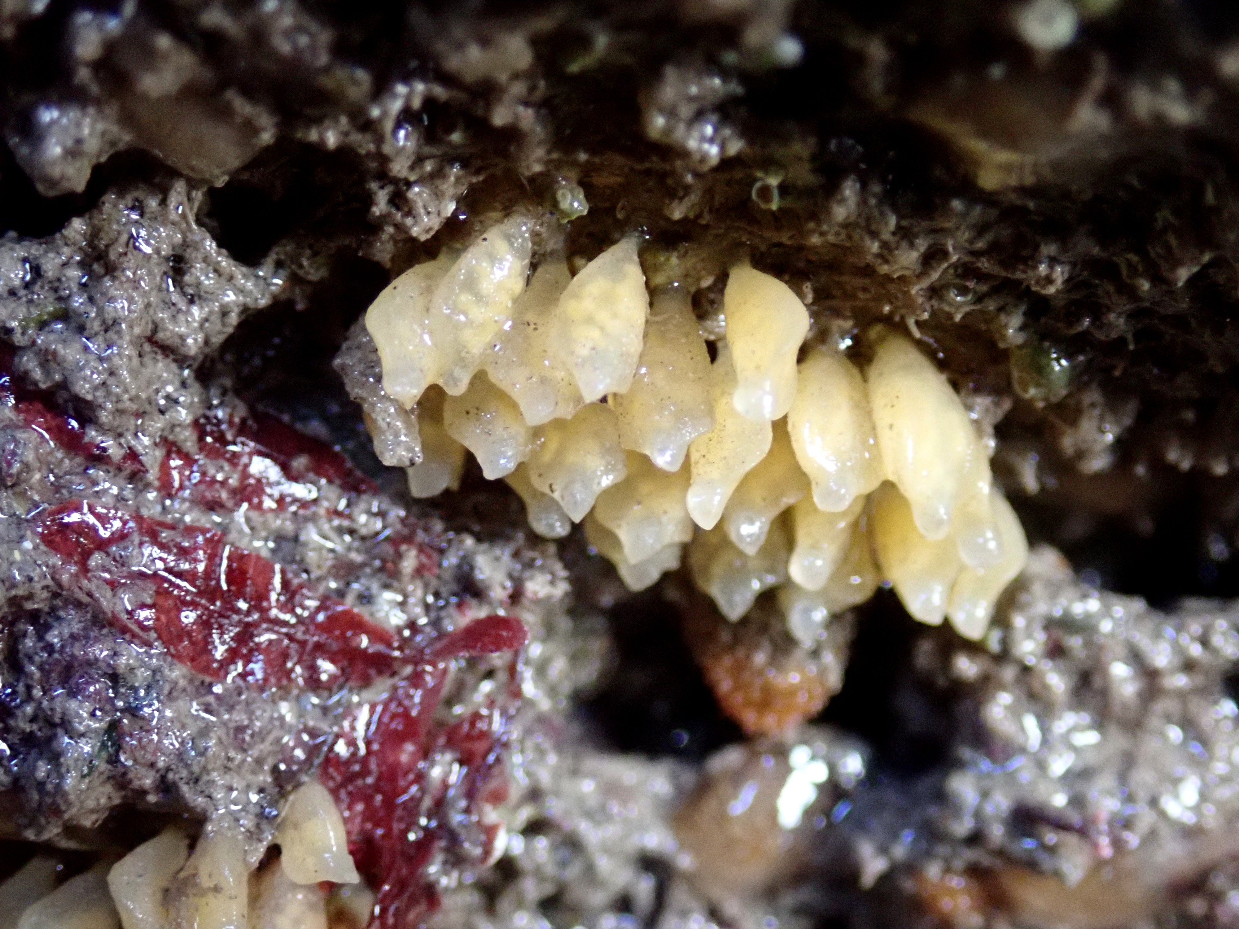 Sting winkle eggs capsules showing the eggs inside.