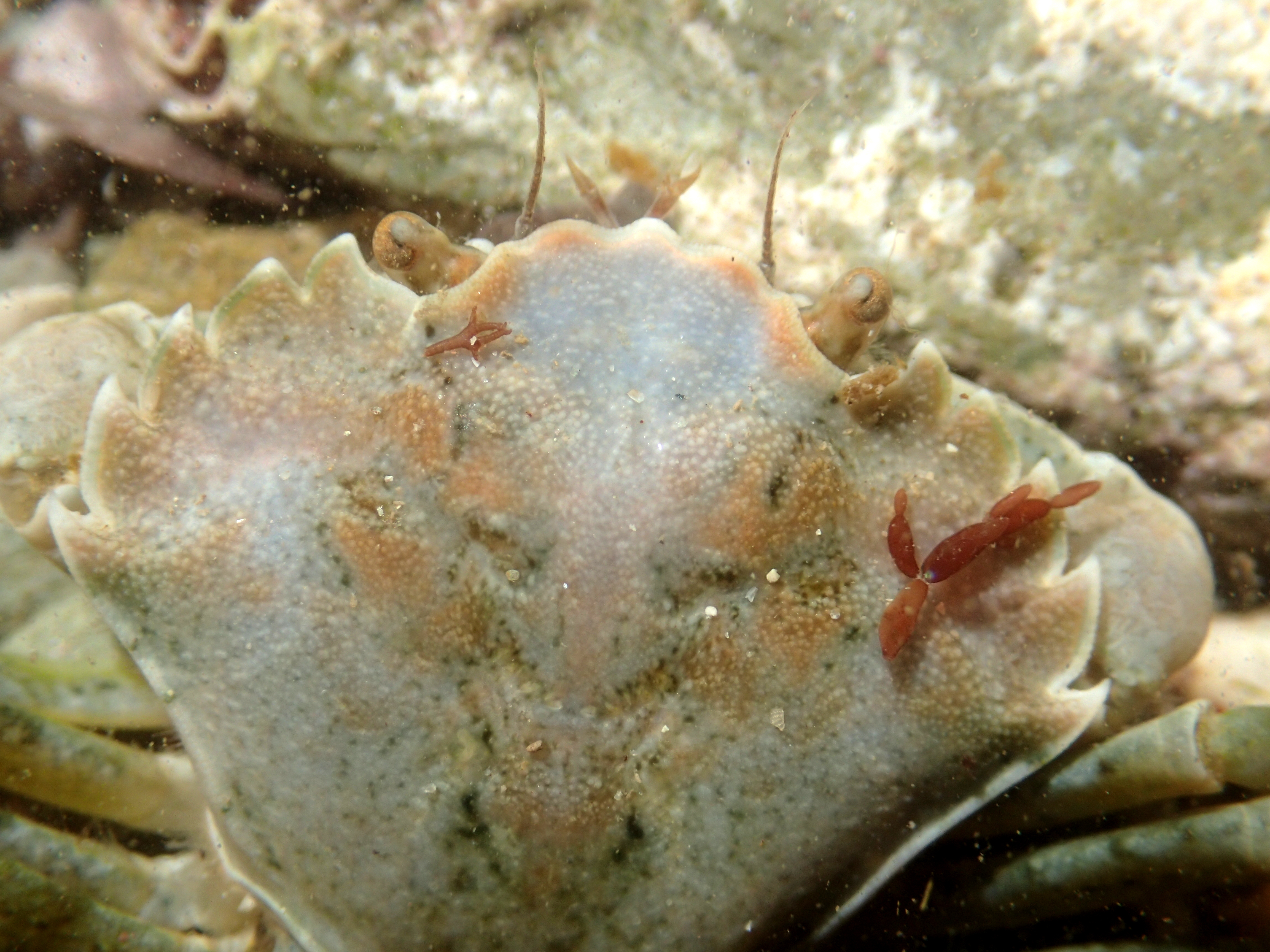 The front of this crab sticks out, but we decide it's probably an unusual Green shore crab.