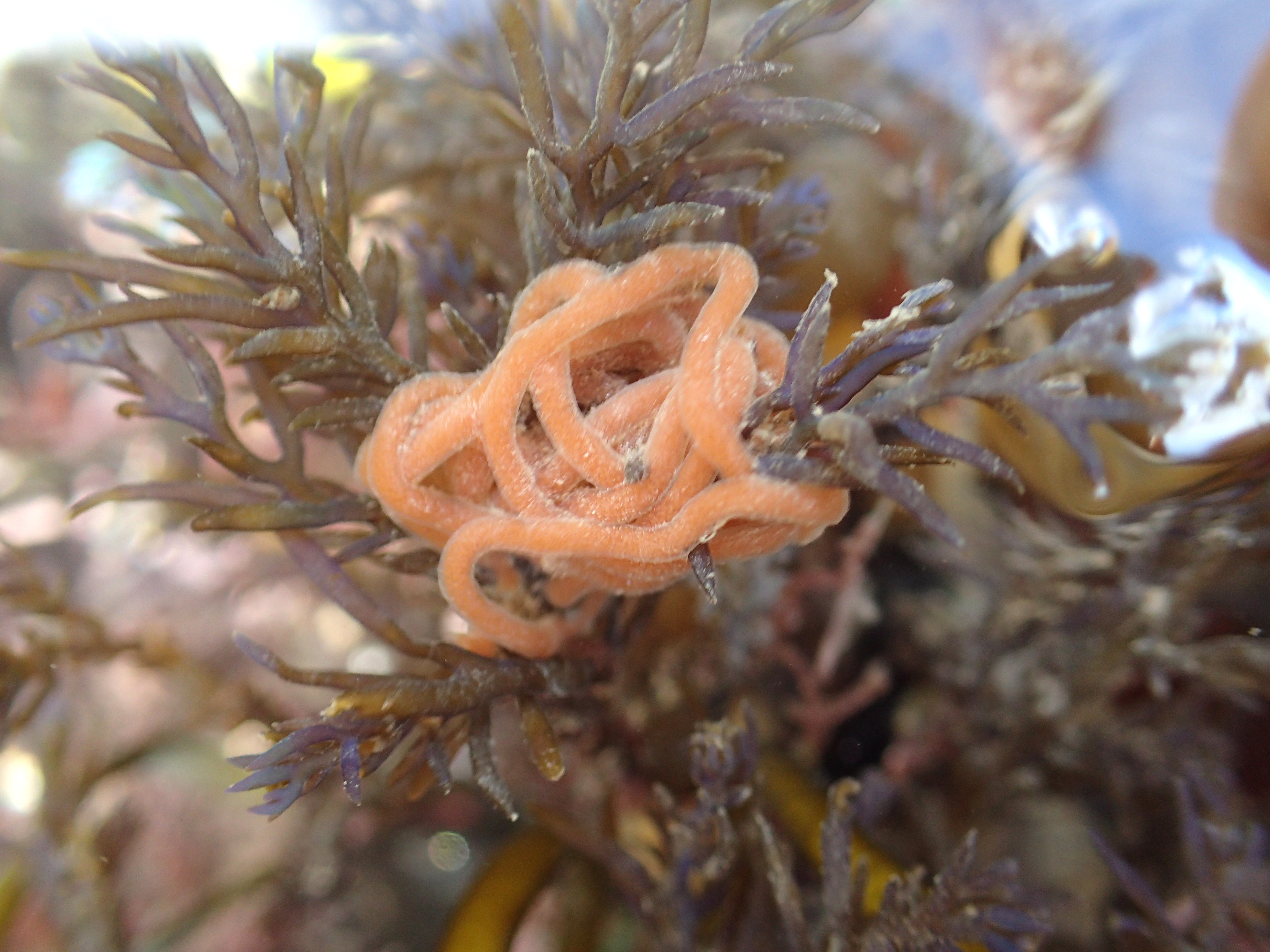 The pink spaghetti eggs of the Sea hare (Aplysia punctata) - a type of sea slug