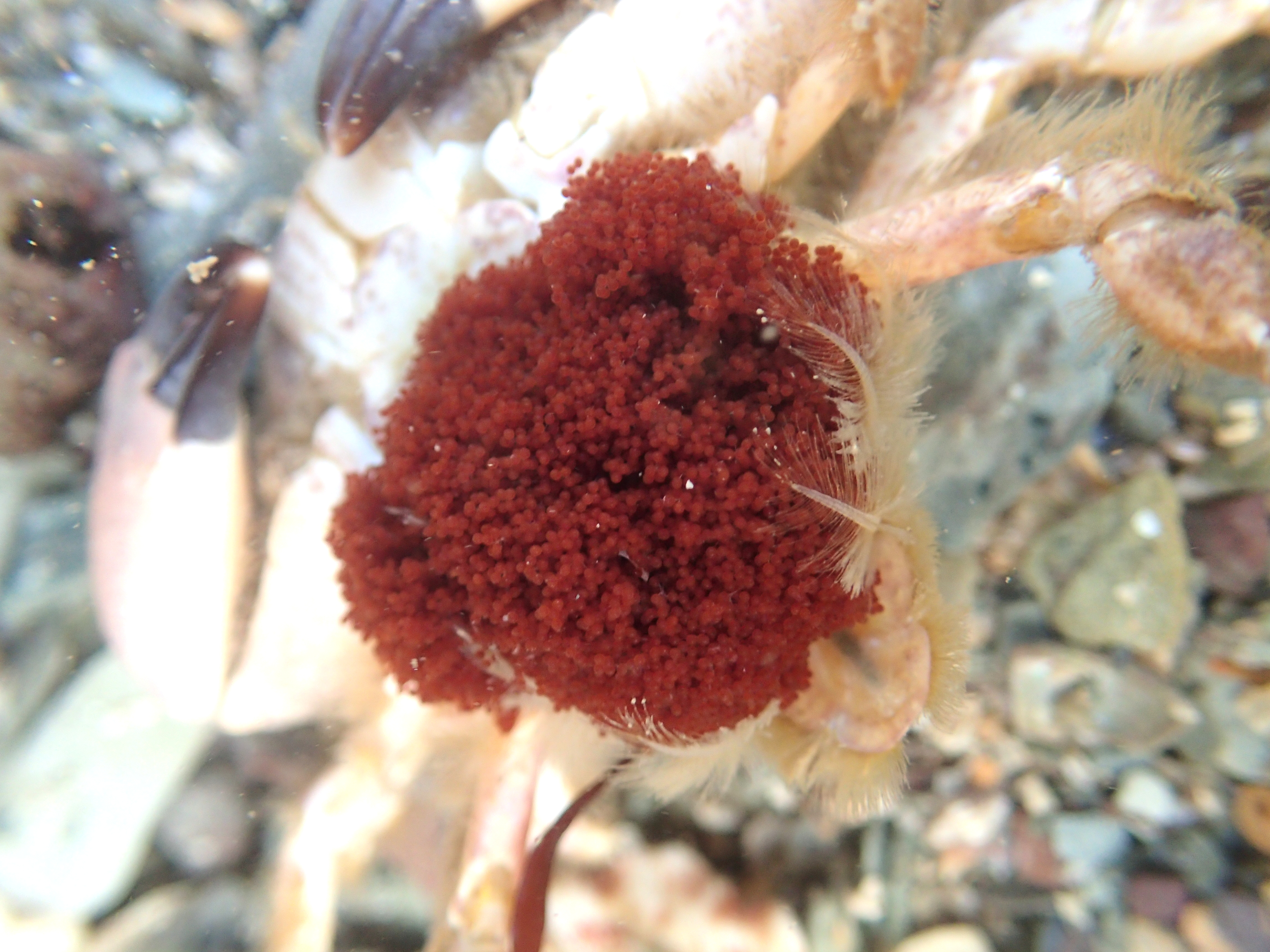 The Xantho pilipes crab holds her huge clutch of eggs in place with special feathery grips on her tail.