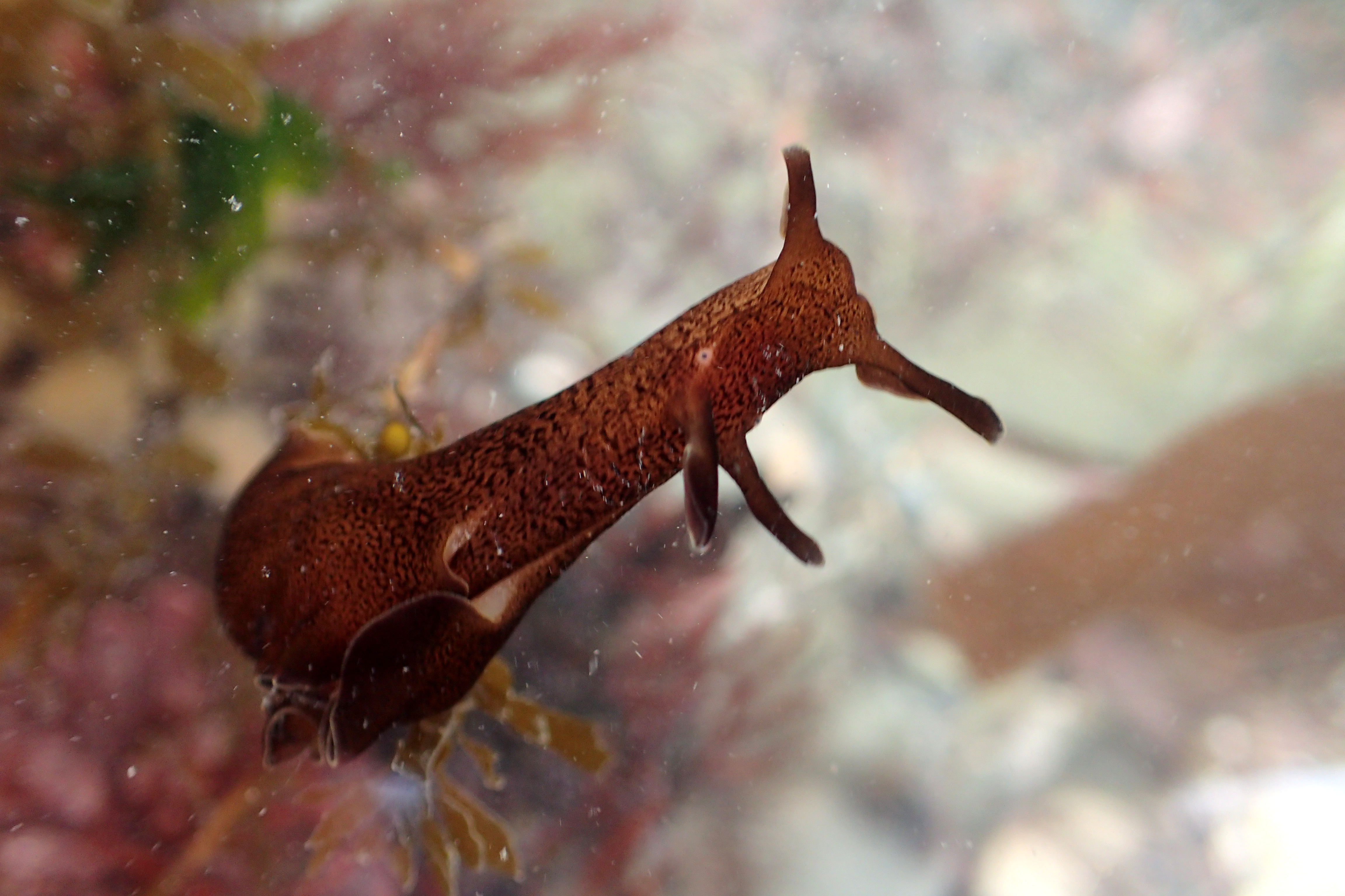 Sea hare, Aplysia punctata