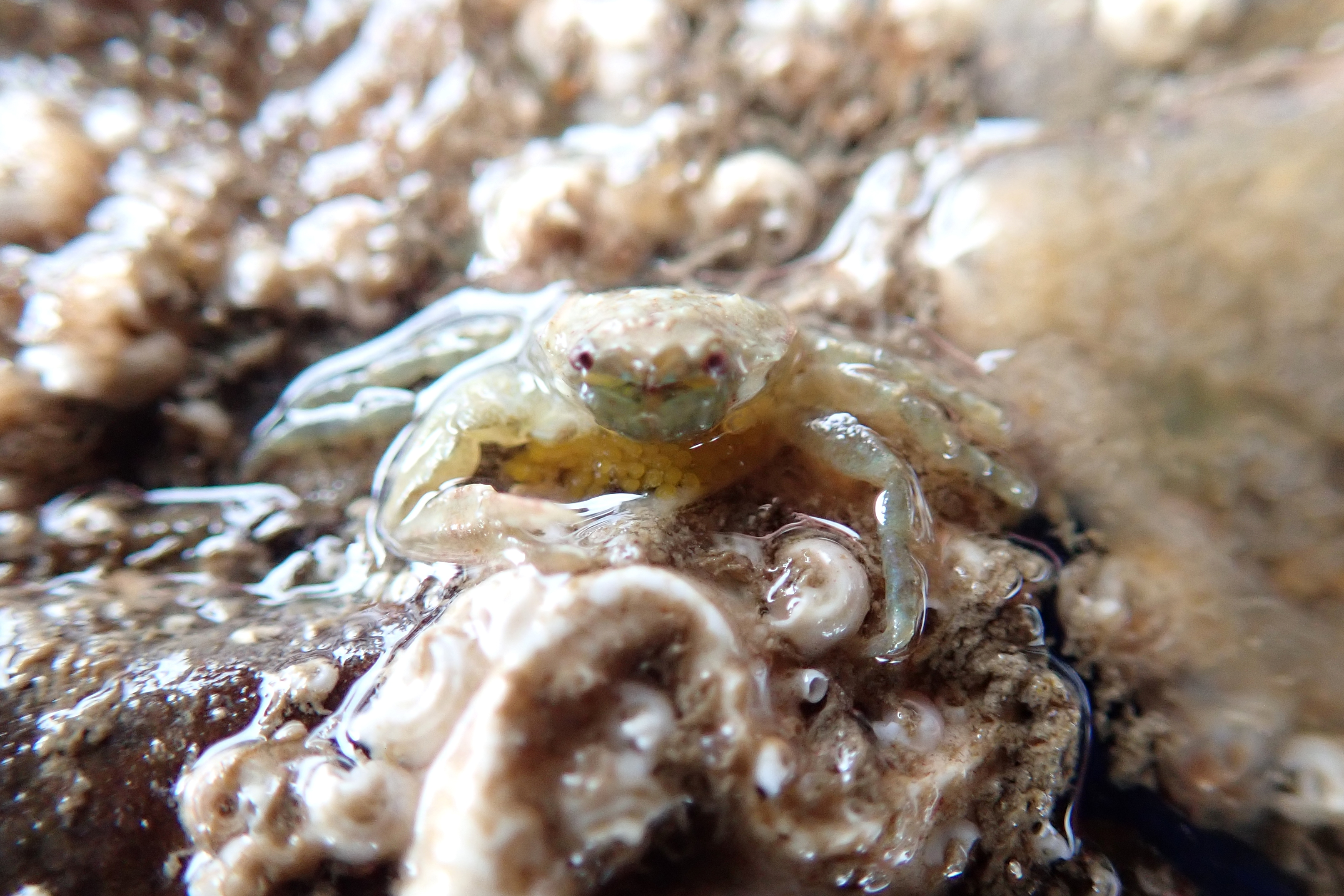 Her eggs are visible even when she's standing upright.