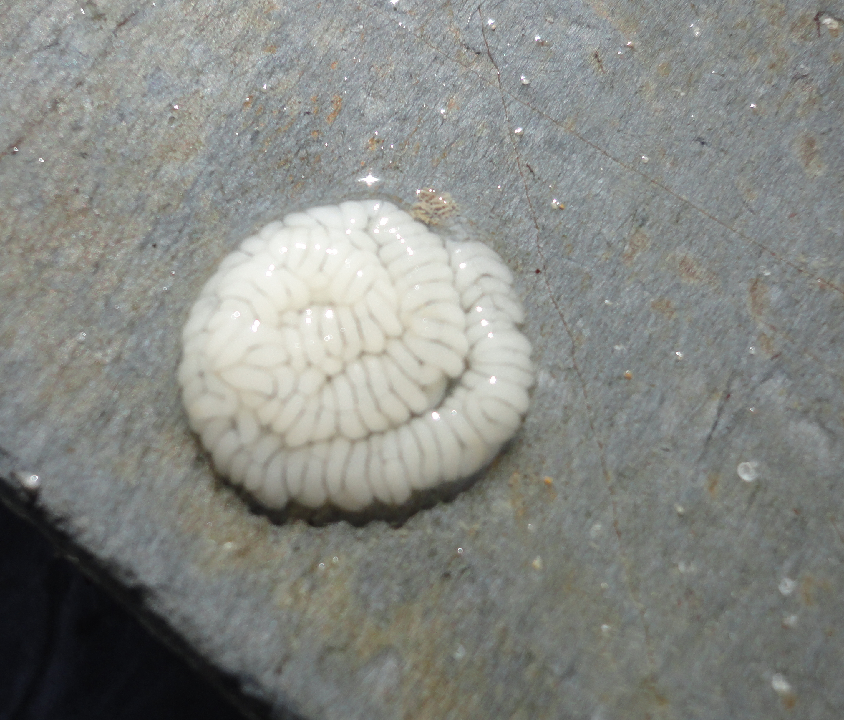 Great grey sea slug eggs - from another day because I didn't take a photo of ones we saw at Falmouth.