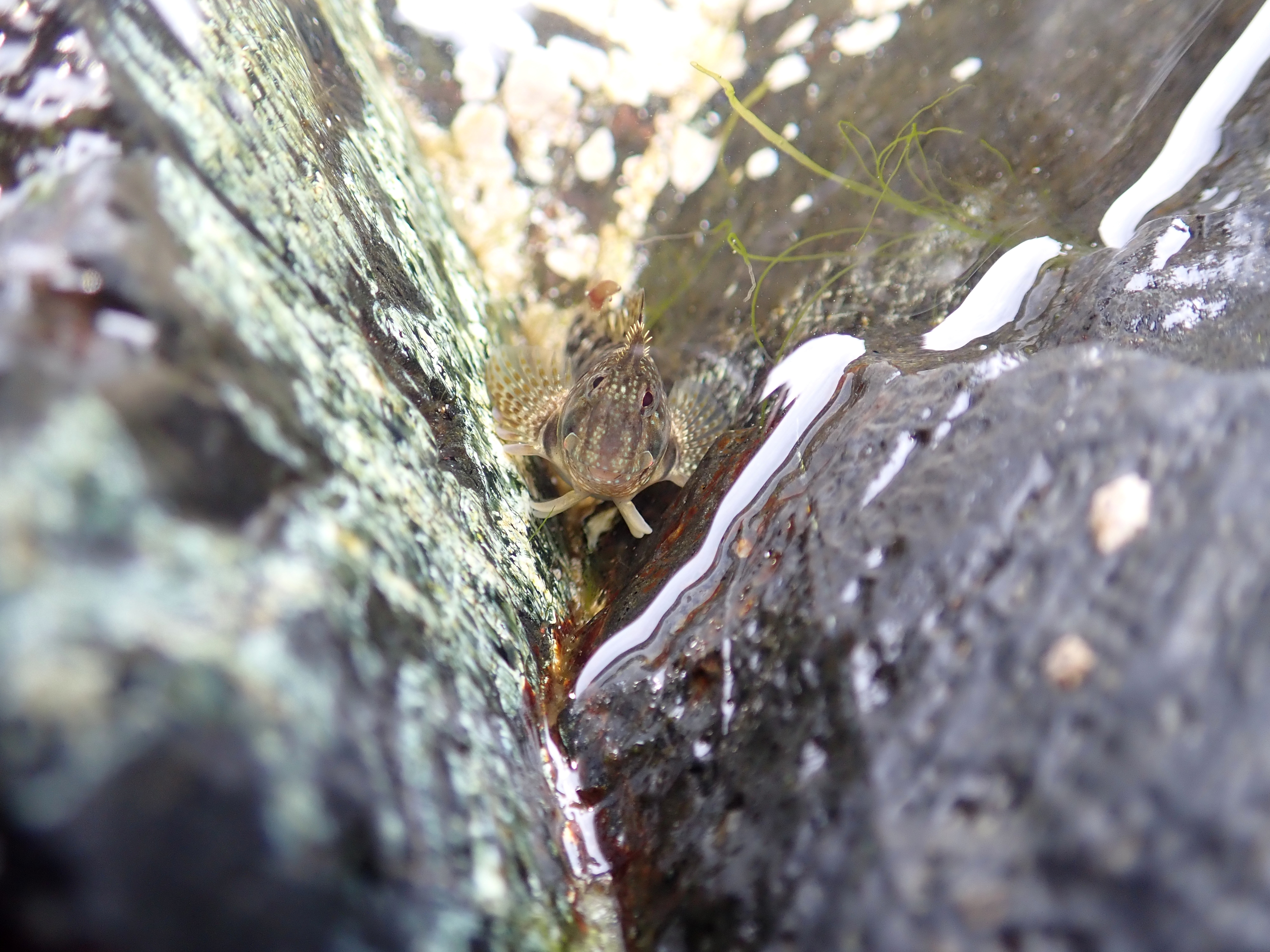 The Montagu's blenny almost gets out of the water to take a look at me. Kynance Cove, Cornwall.