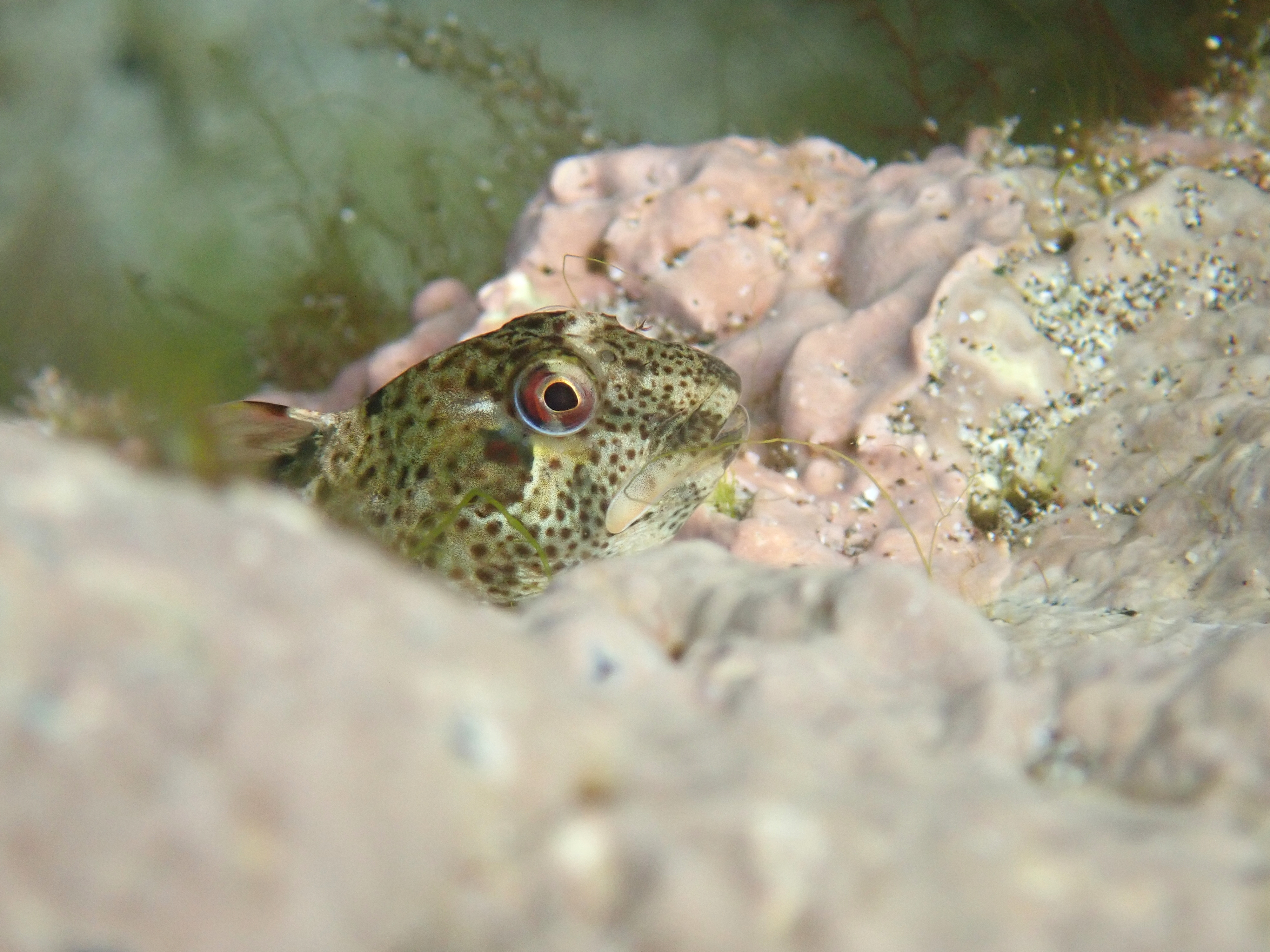 Being watched... a young shanny (common blenny) edges up the side of the pool to take a look at me. Kynance Cove, Lizard, Cornwall.