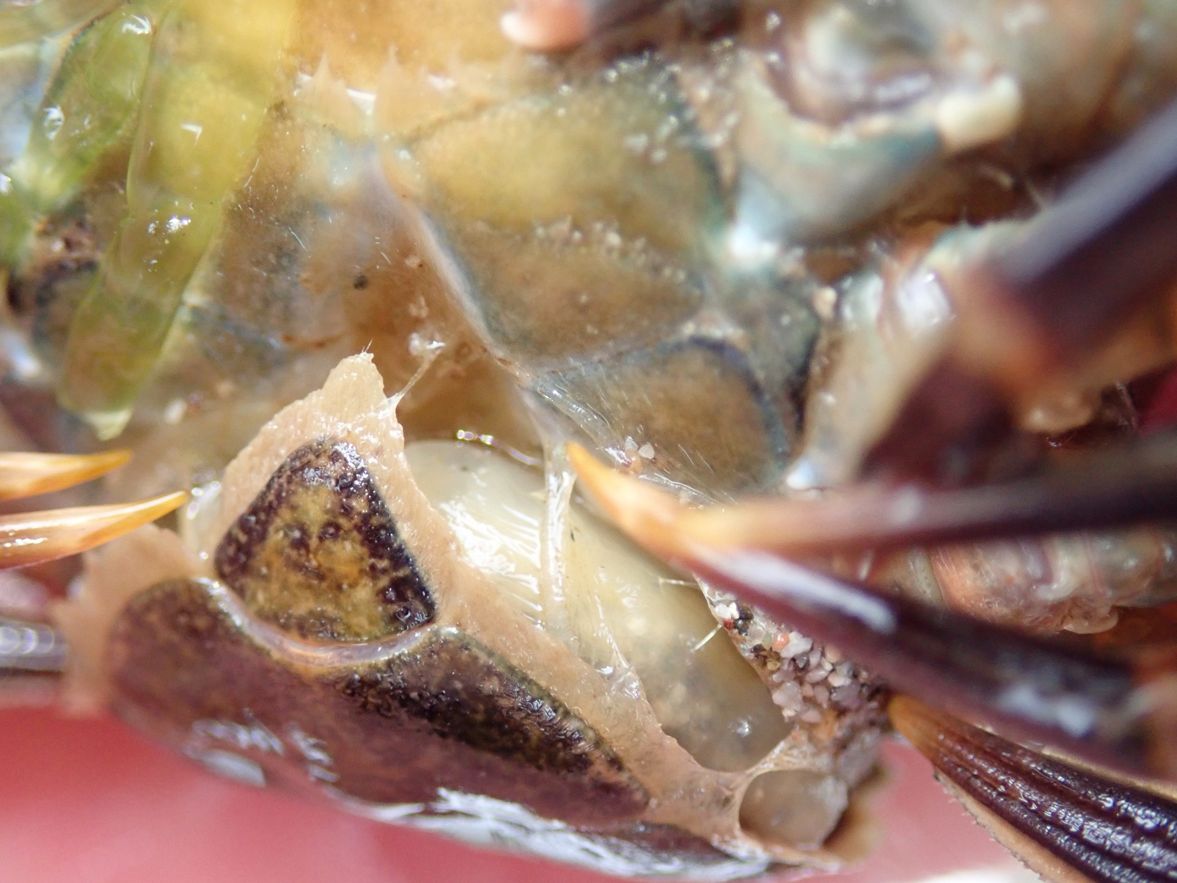 The yellow lump under the tail contains the eggs of the parasitic barnacle which has infested the crab.
