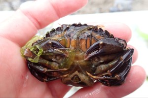 This green shore crab has a yellow lump under her tail - the parasitic barnacle Sacculina carcini