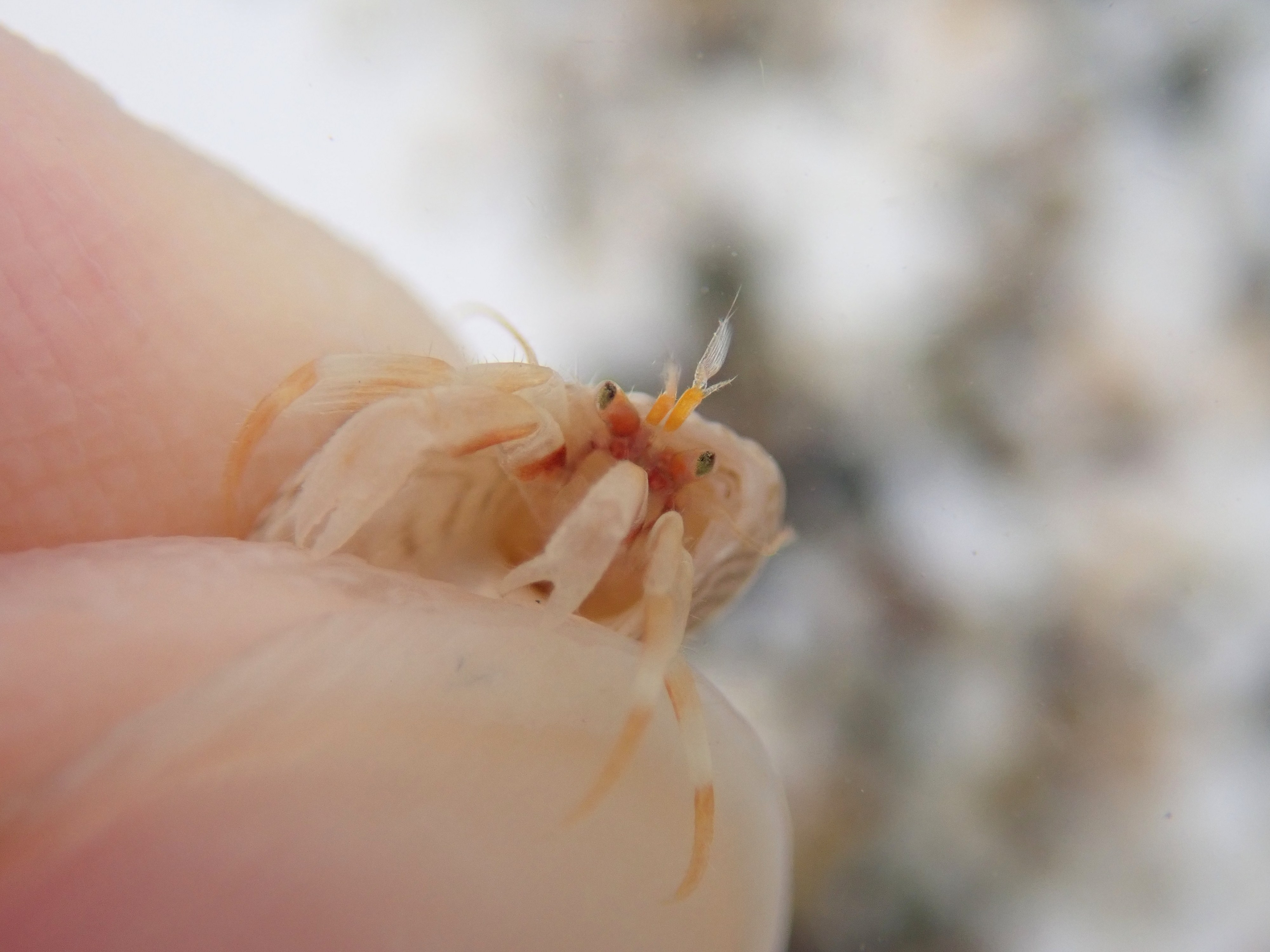 A lovely baby hermit crab with green eyes (Pagurus bernhardus) has a go at pinching my fingers.