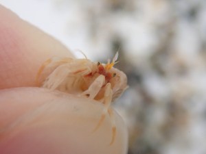 A lovely baby hermit crab with green eyes (Pagurus bernhardus) has a go at pinching my fingers.