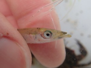Lesser sand eel - being dark on top and light underneath makes it harder for predators to spot them in the water.