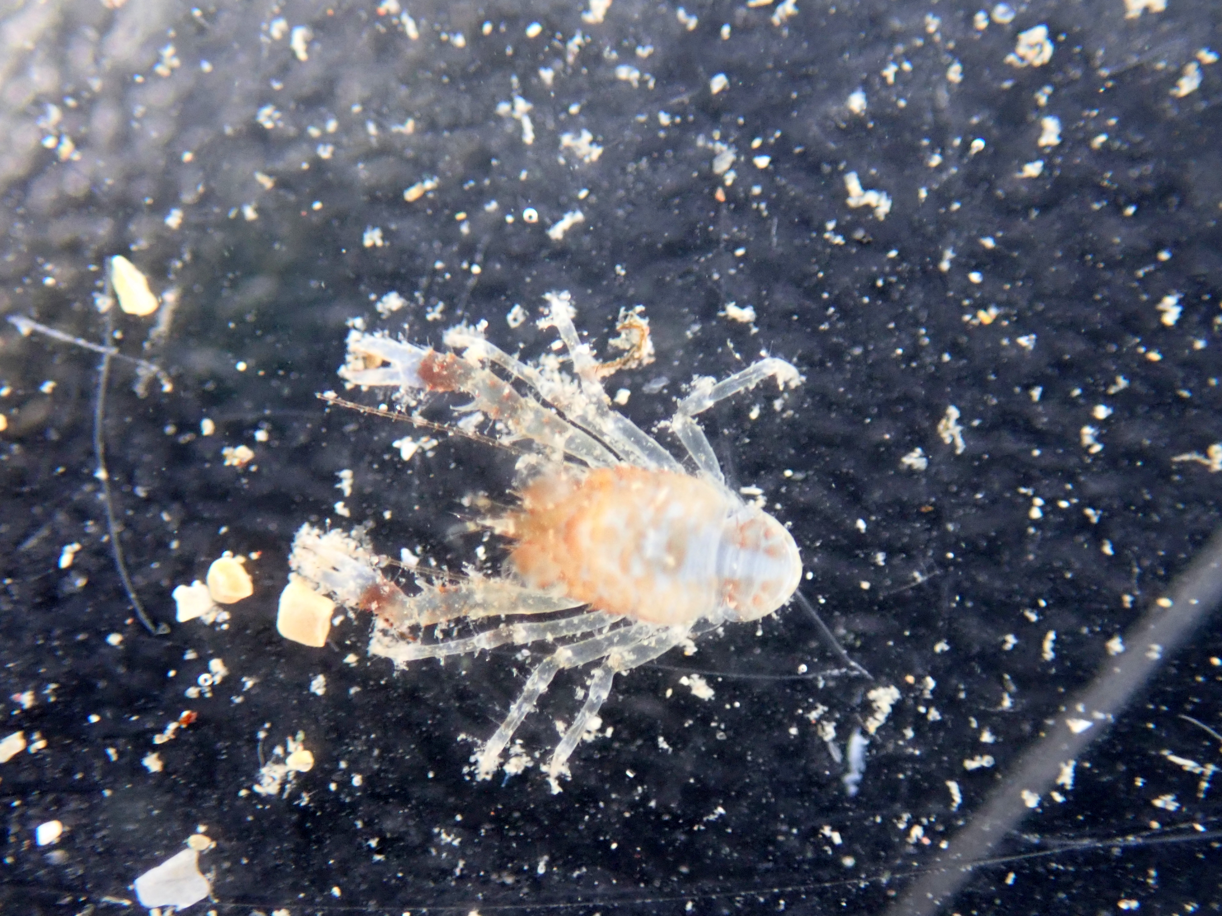 Moult of the squat lobster - the animal has moved out of its old shell so that it can grow.