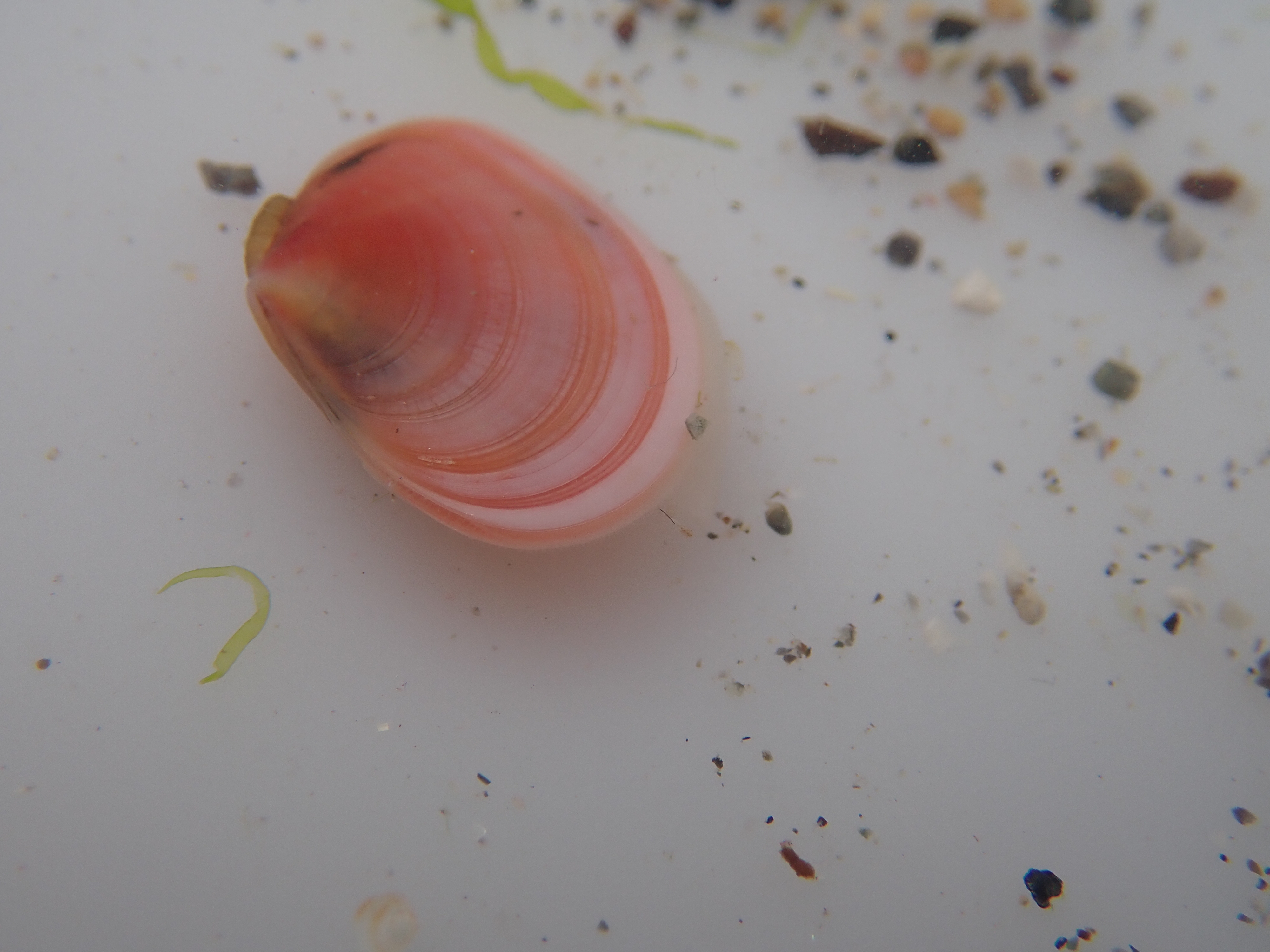 A beautiful live thin tellin shell - one of many lovely finds at Coverack