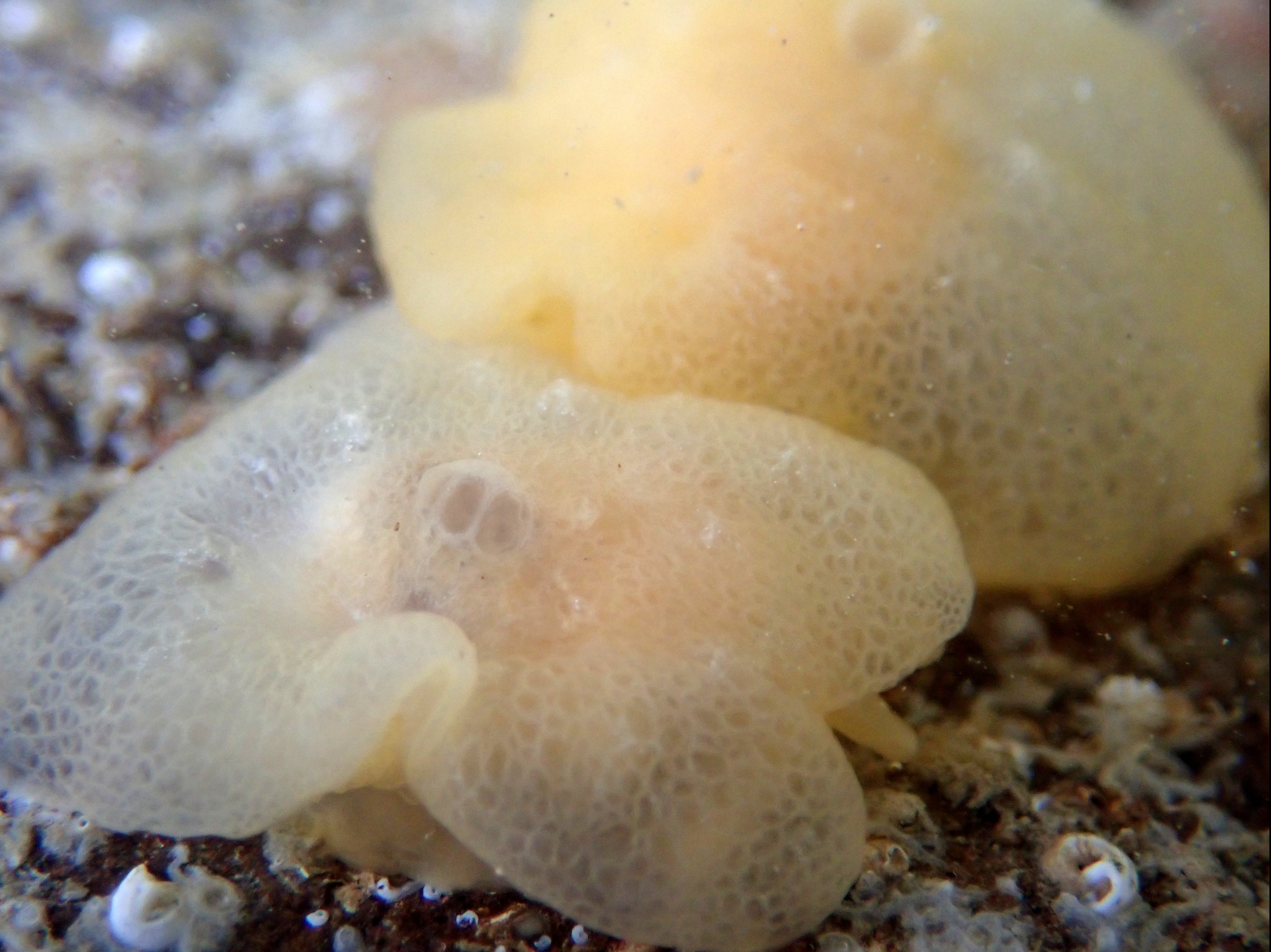 Berthella plumula sea slugs