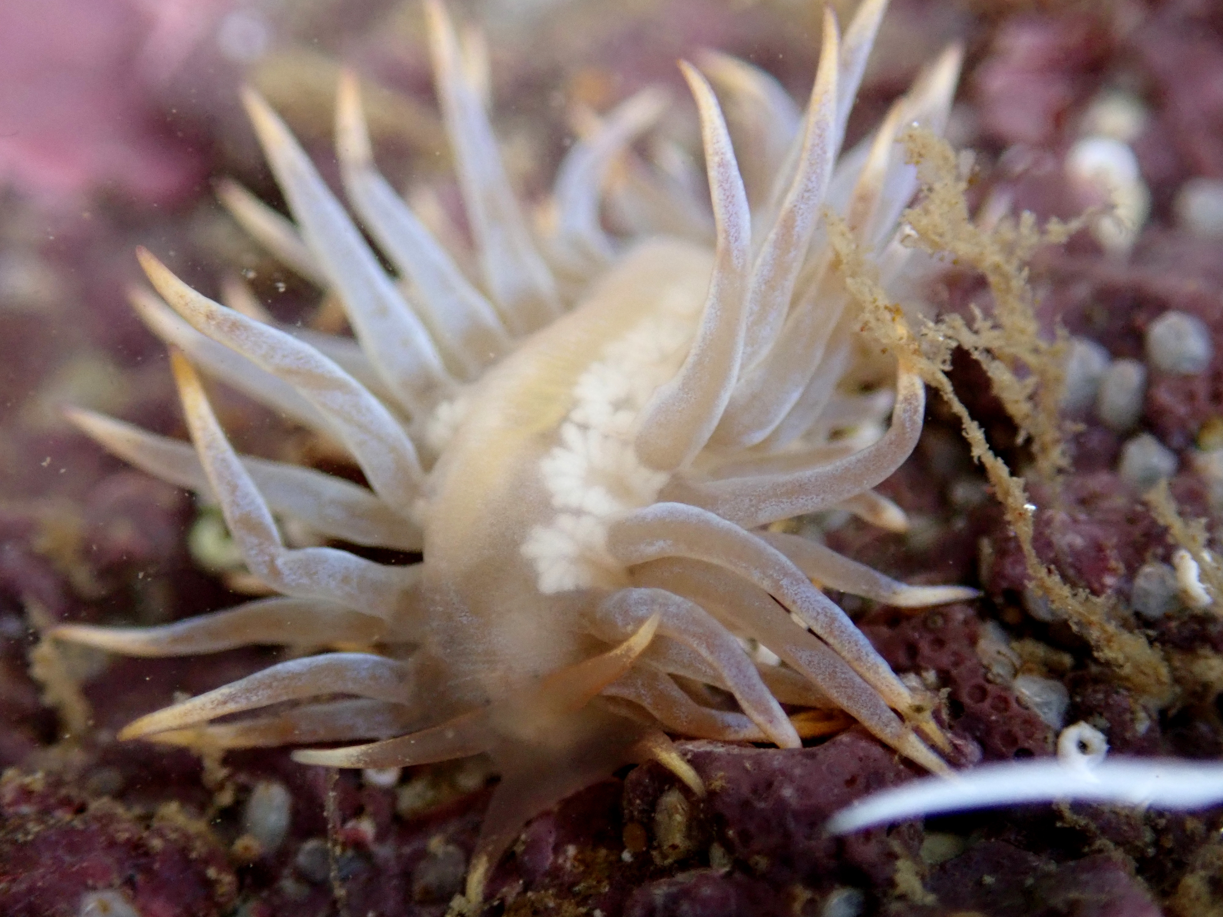 Calma glaucoides sea slug, found near its favourite prey, clingfish eggs.