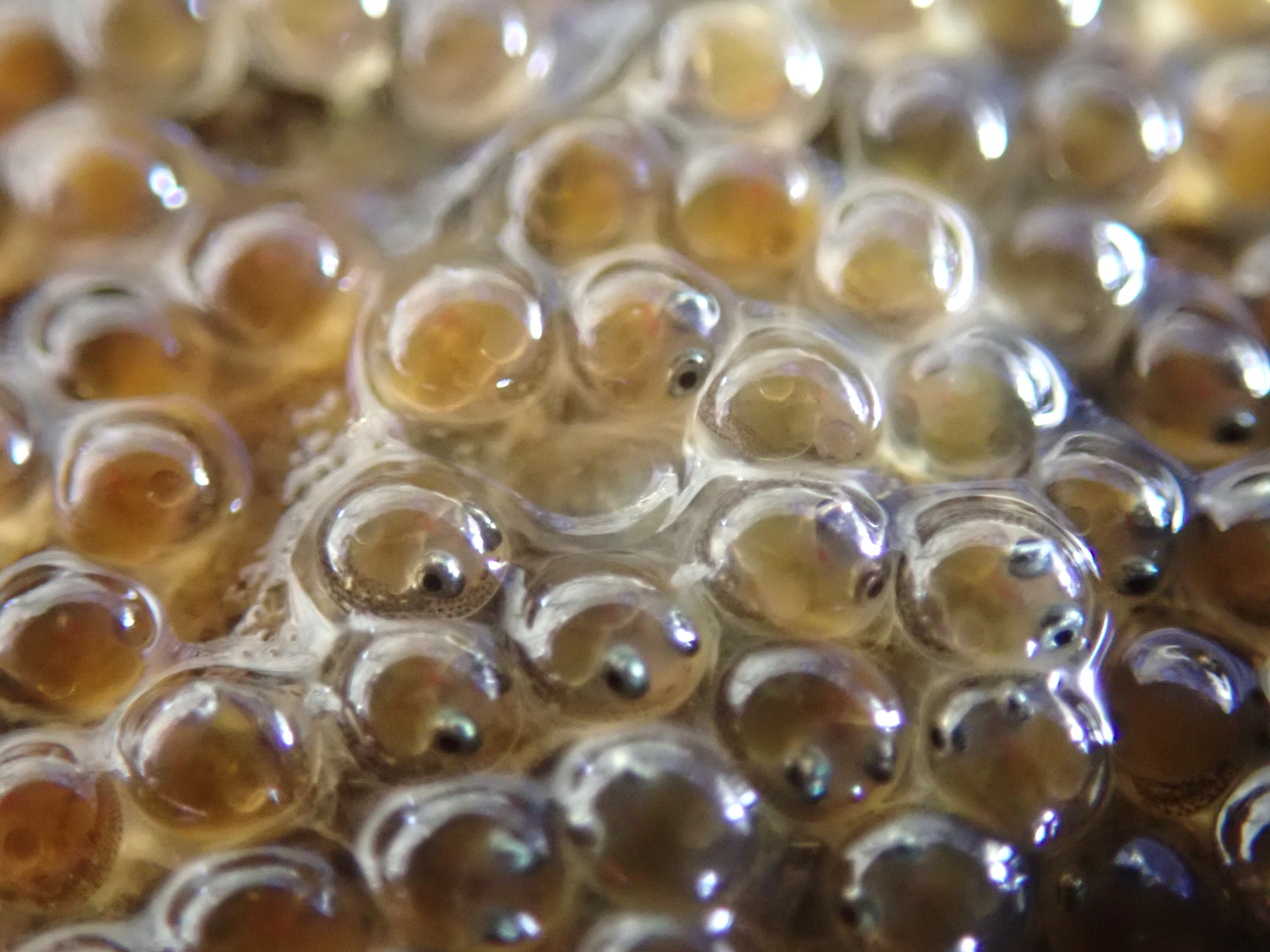 Close up of Cornish clingfish (Lepadogaster purpurea) eggs showing the eyes and spotty tails