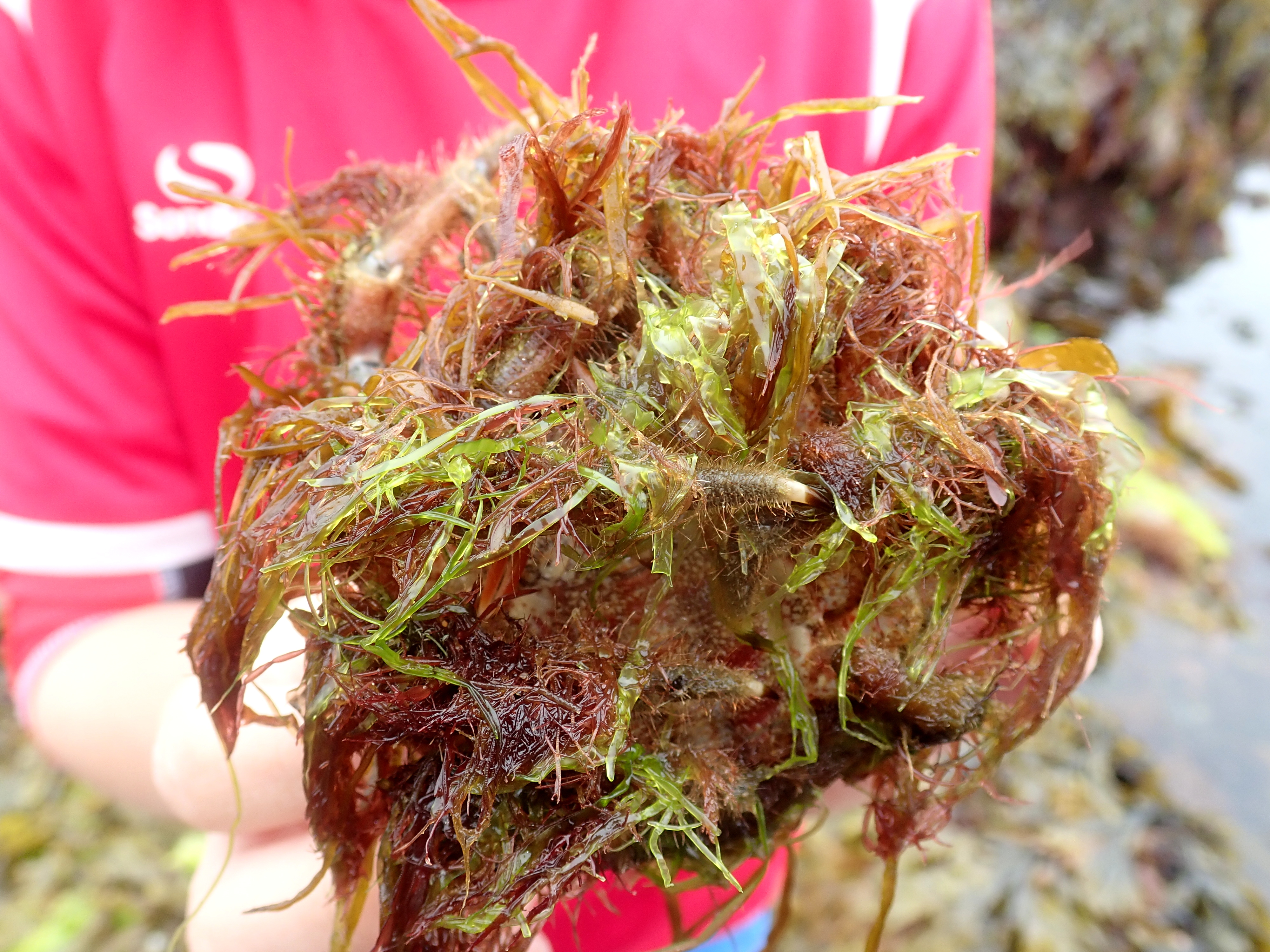It's hard to tell that this is a spider crab and not a lump of seaweed!