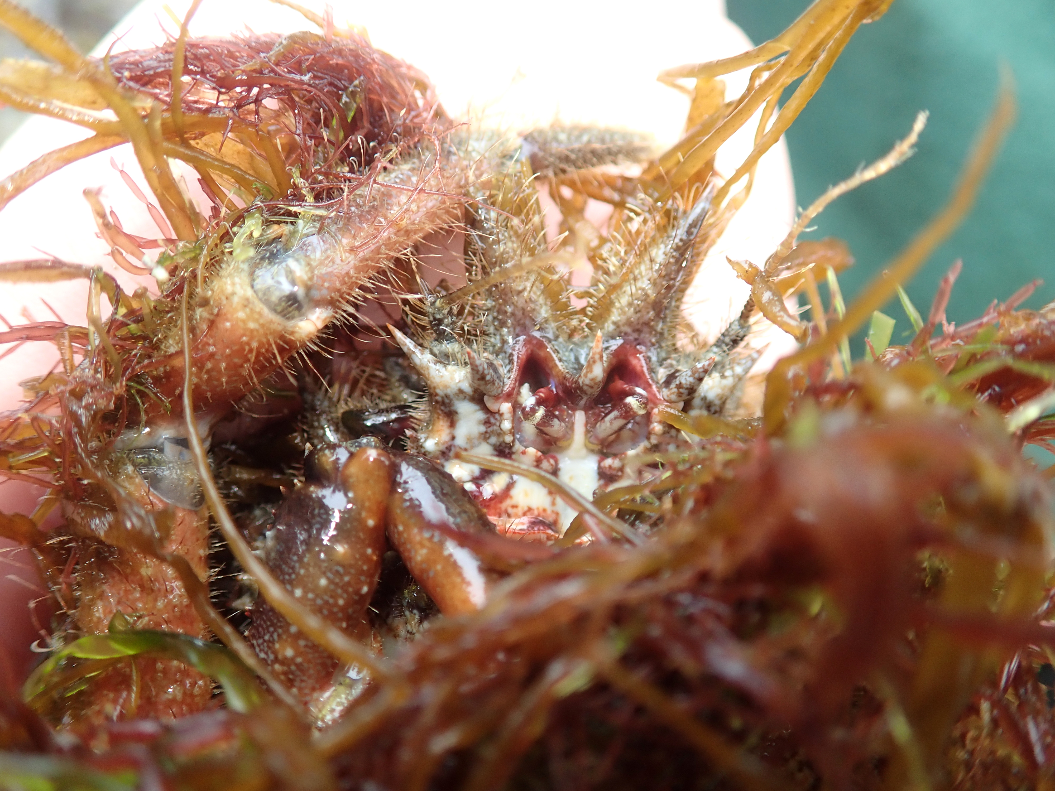 Spider crab