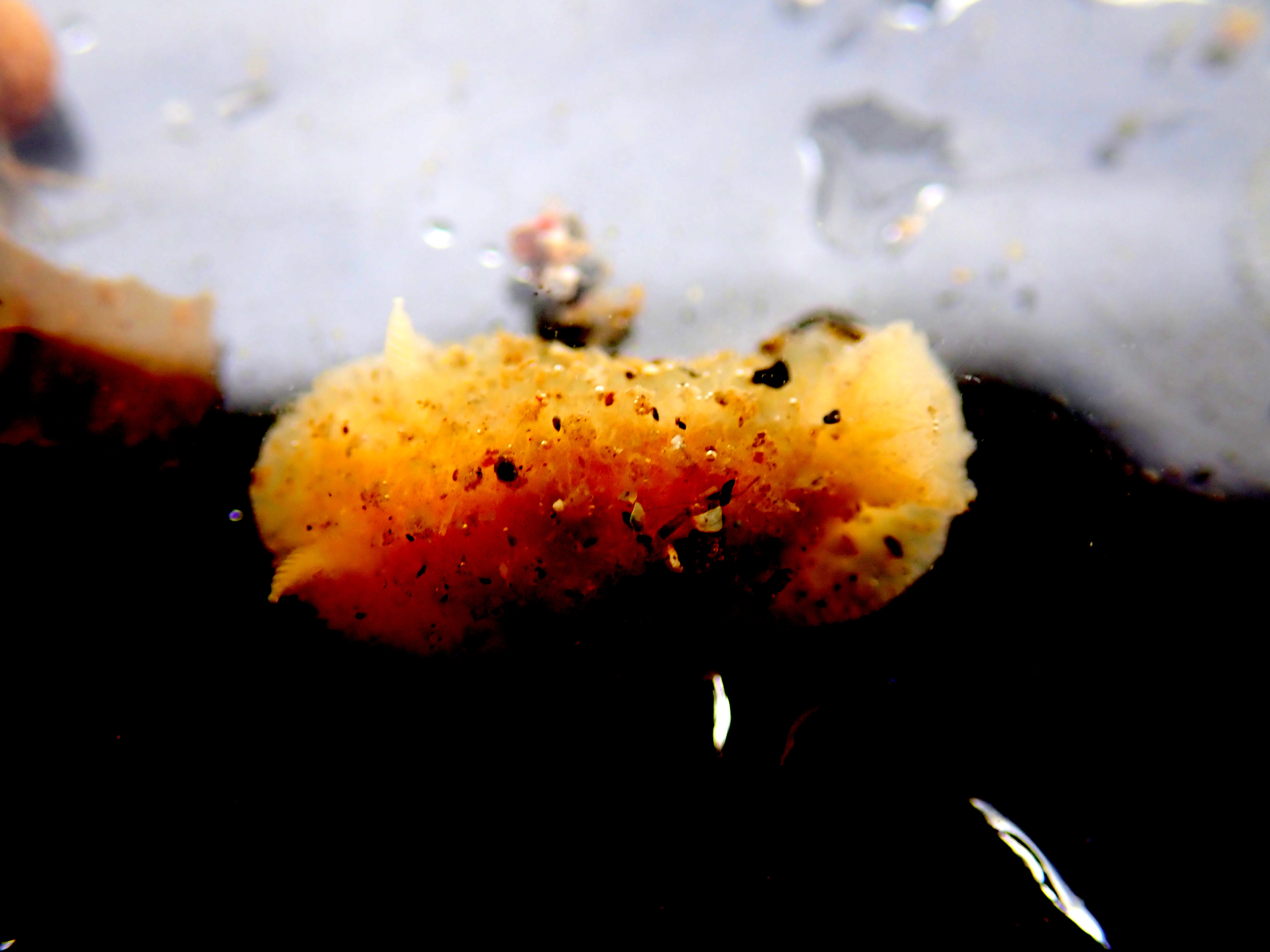 Doris ocilligera - a species I've never seen before, but which seems to be having a good year in southern UK and northern France.