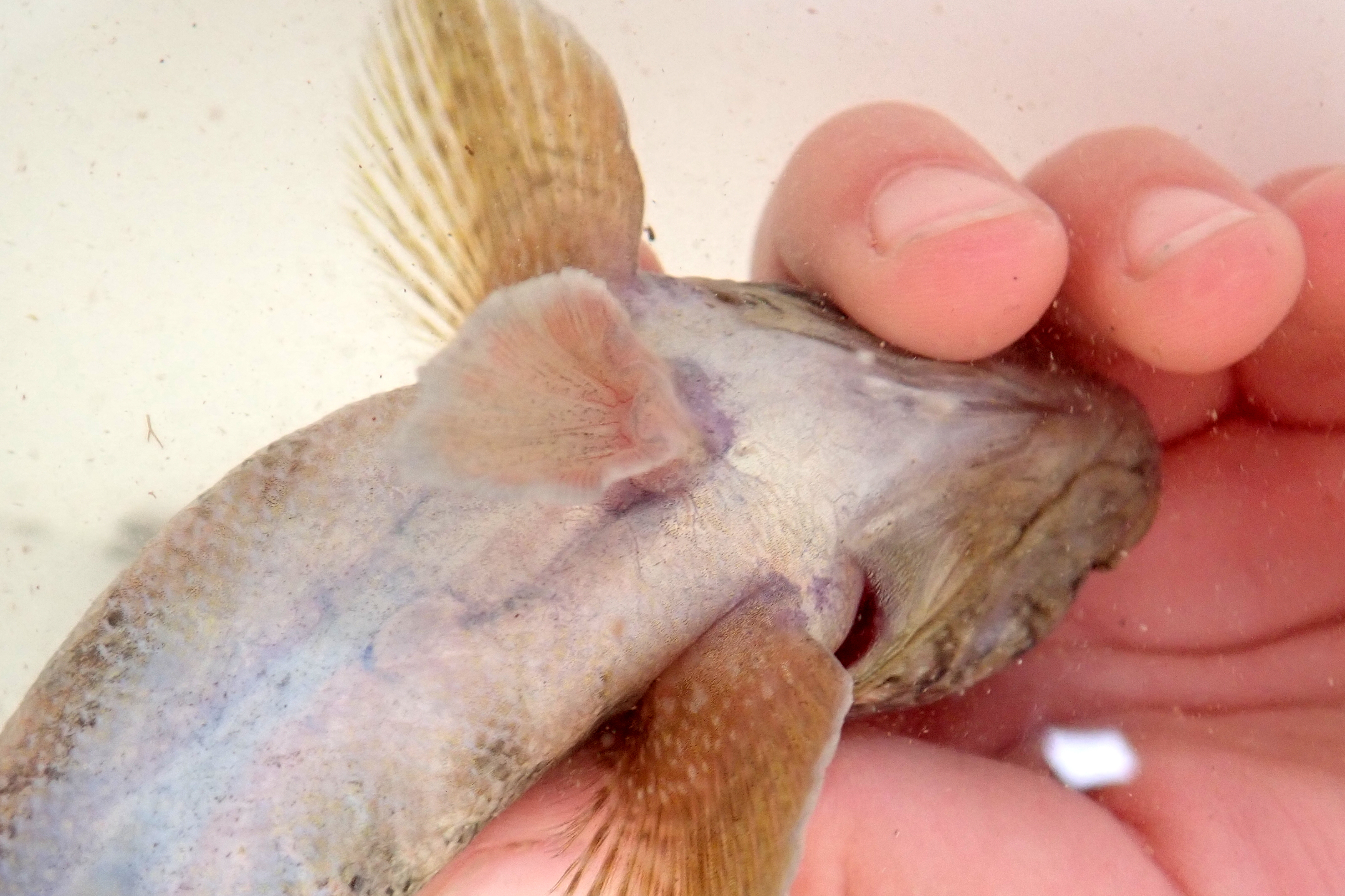 The fleshy sucker fin underneath the giant goby has a point at the front - but the fish isn't keen on staying still for me to get a better photo.
