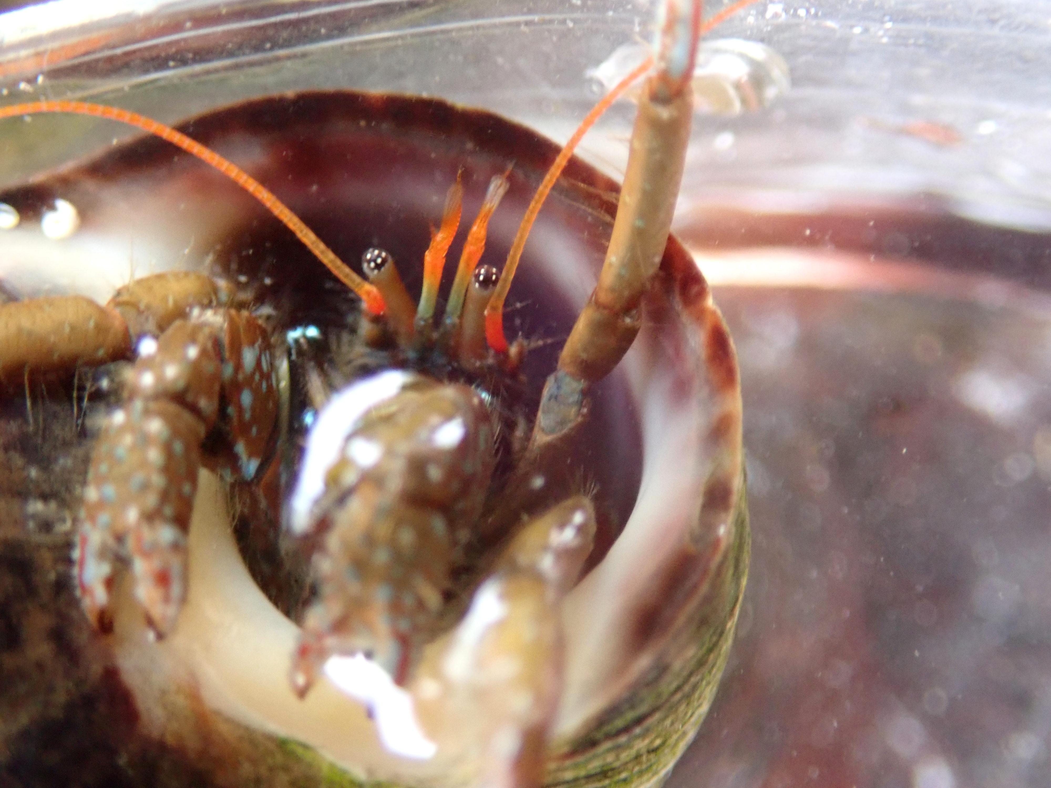 St Piran's hermit crabs reappeared in Cornwall a few years ago after a long absence. The red antennae and chequerboard eyes make it instantly recognisable.