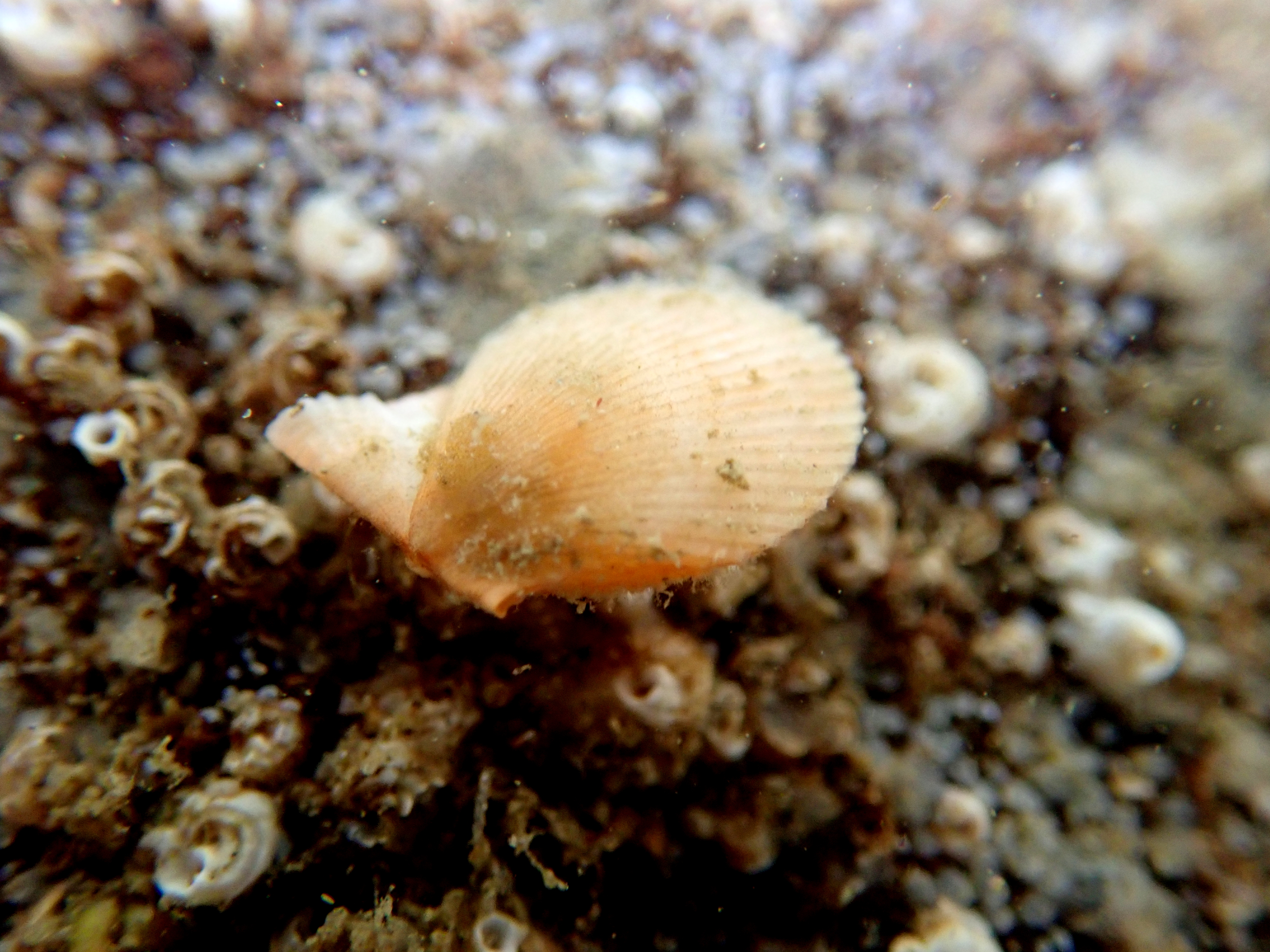 A variegated scallop prepares to swim away