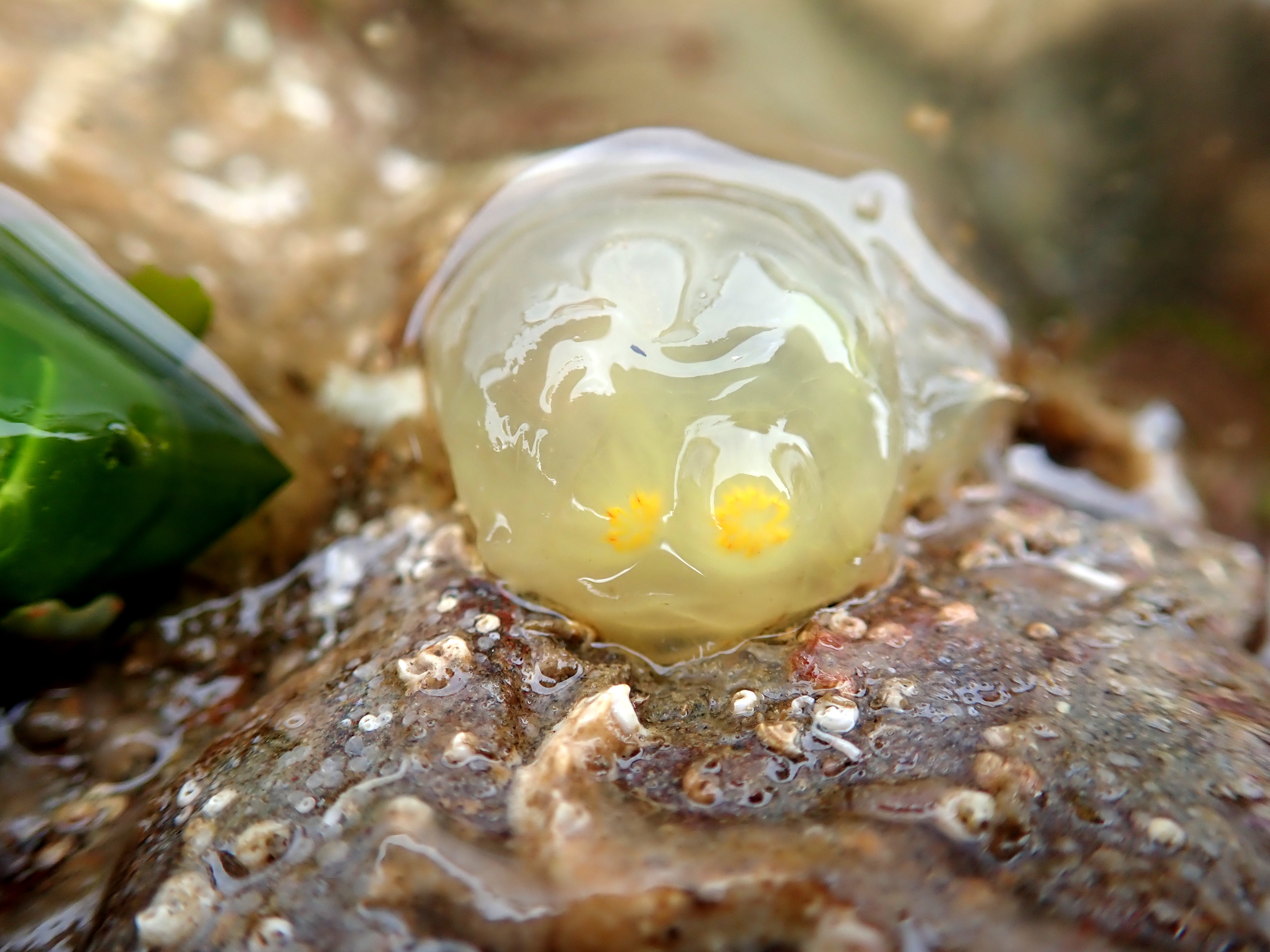Ciona intestinalis sea squirt