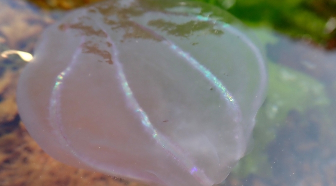 Wading through jelly – Comb Jellies  in Looe
