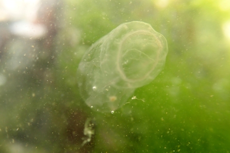 The Beroe cucumis comb jelly has a characteristic sack shape.