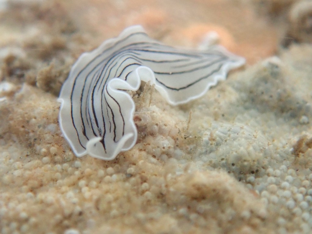 Candy striped flatworm grazing on bryozoans in Looe