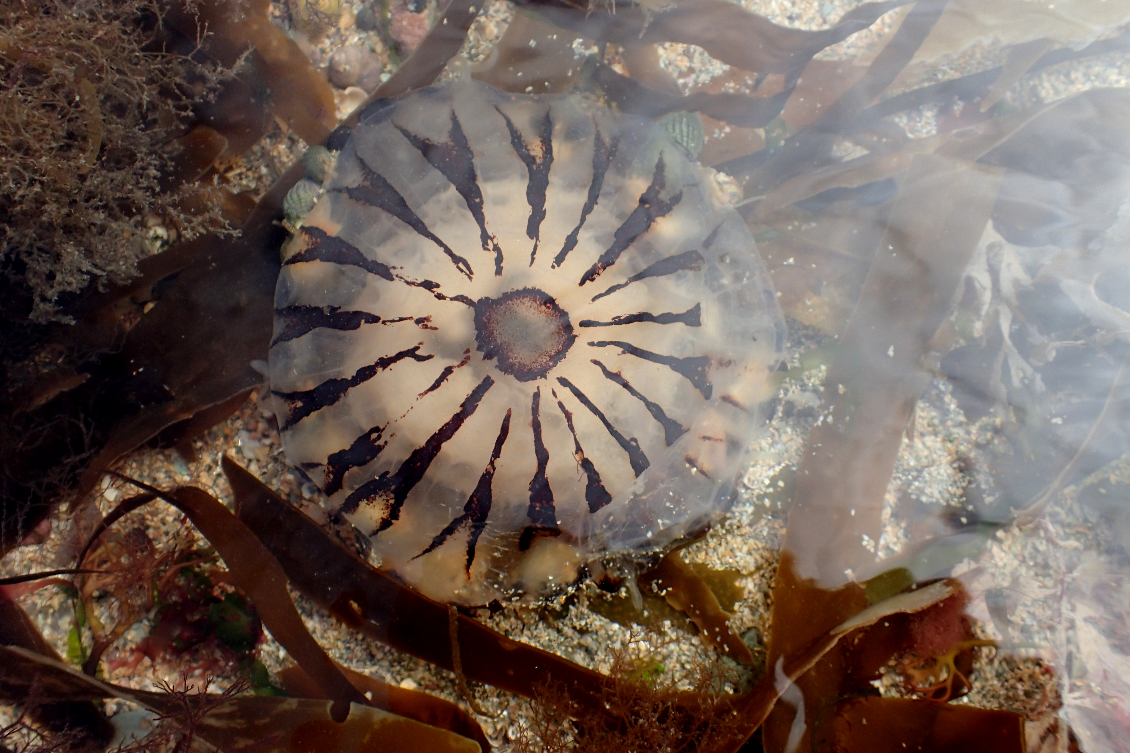 Compass jellies have striking markings and also pack a nettle-like sting