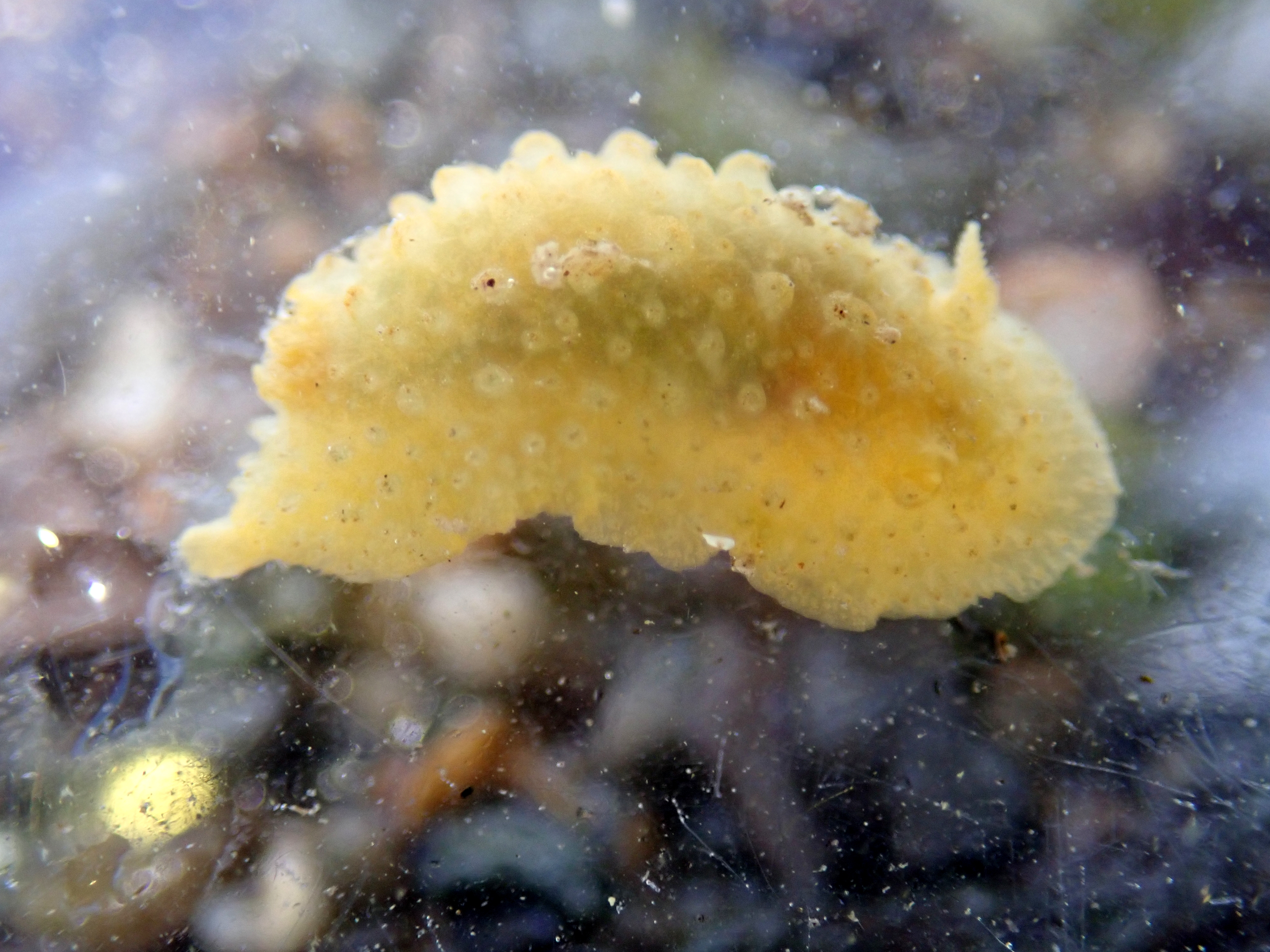 Doris ocelligera sea slug - I recorded these for the first time a couple of months ago and have found them regularly in the same spot this summer.