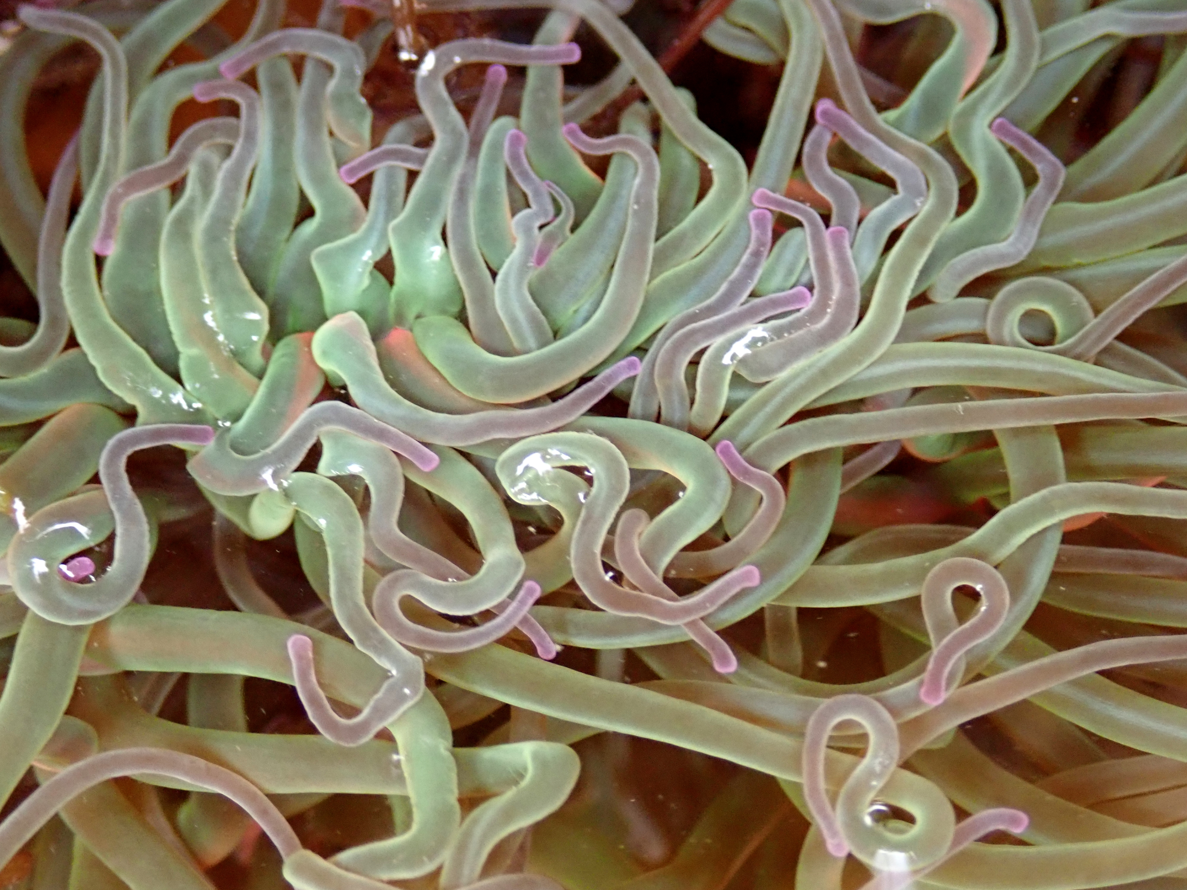 Snakelocks anemone