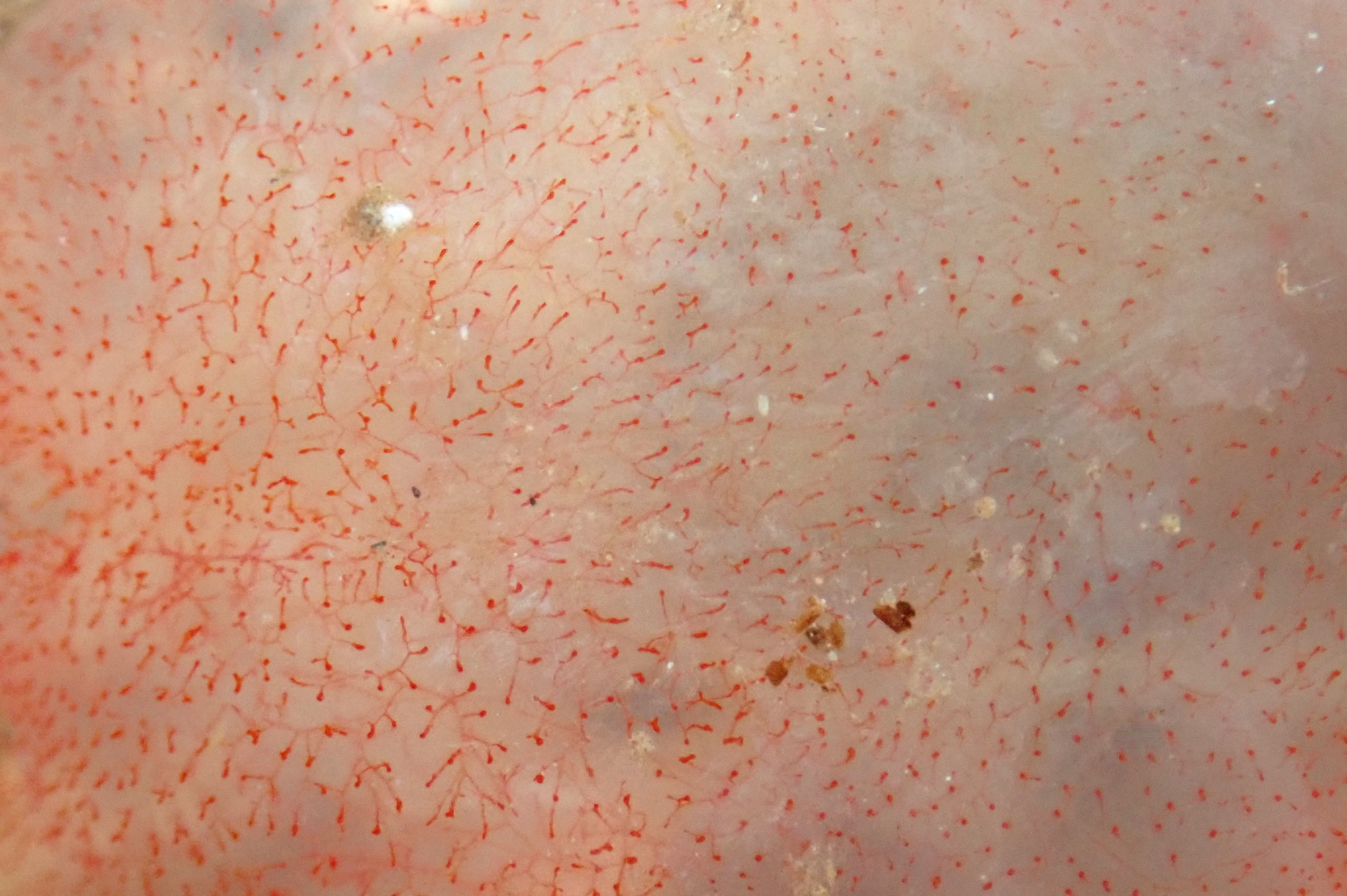 Pink fireworks - patterning on an Ascidia mentula sea squirt.