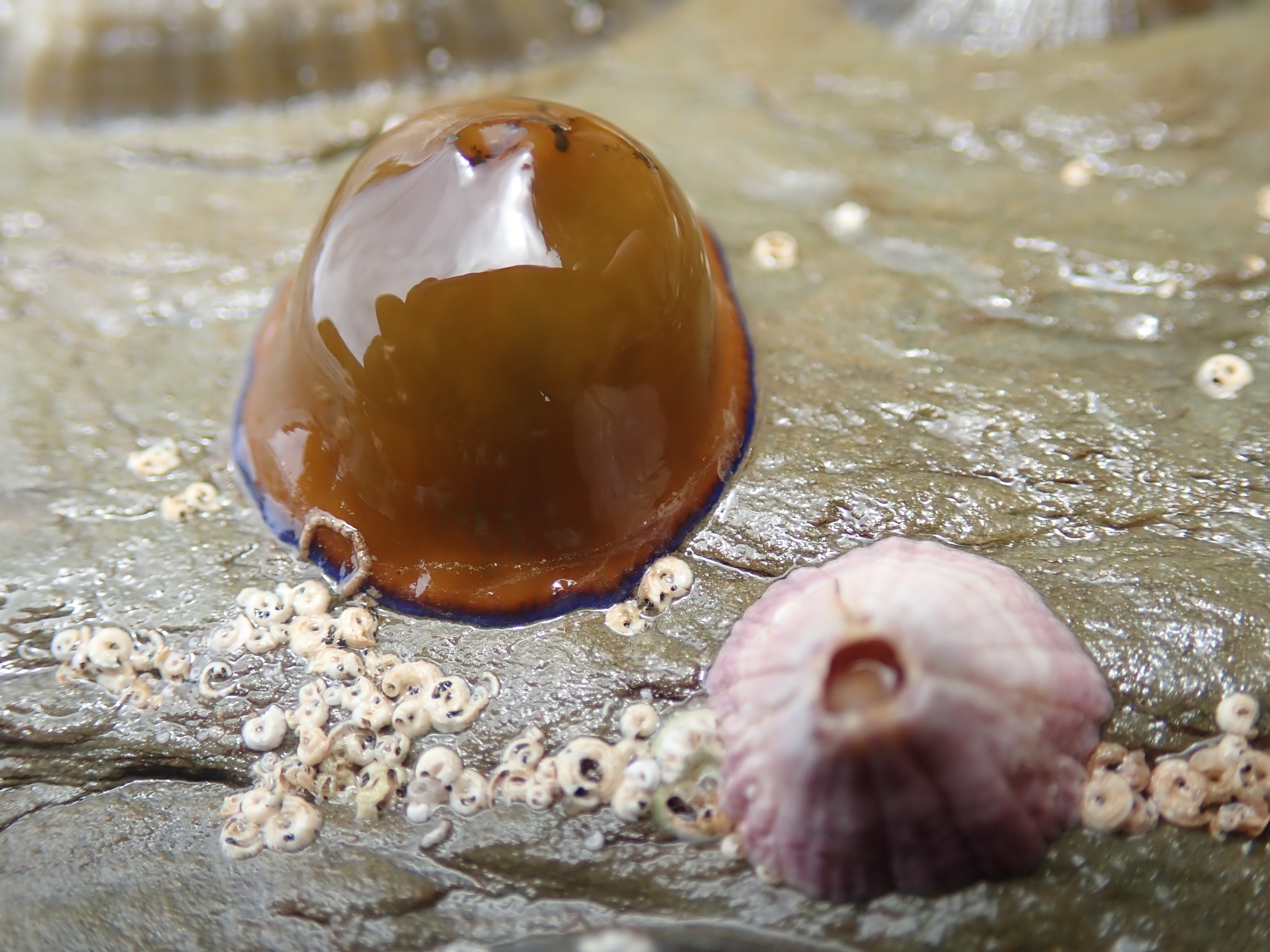 A closed-up orange beadlet anemone
