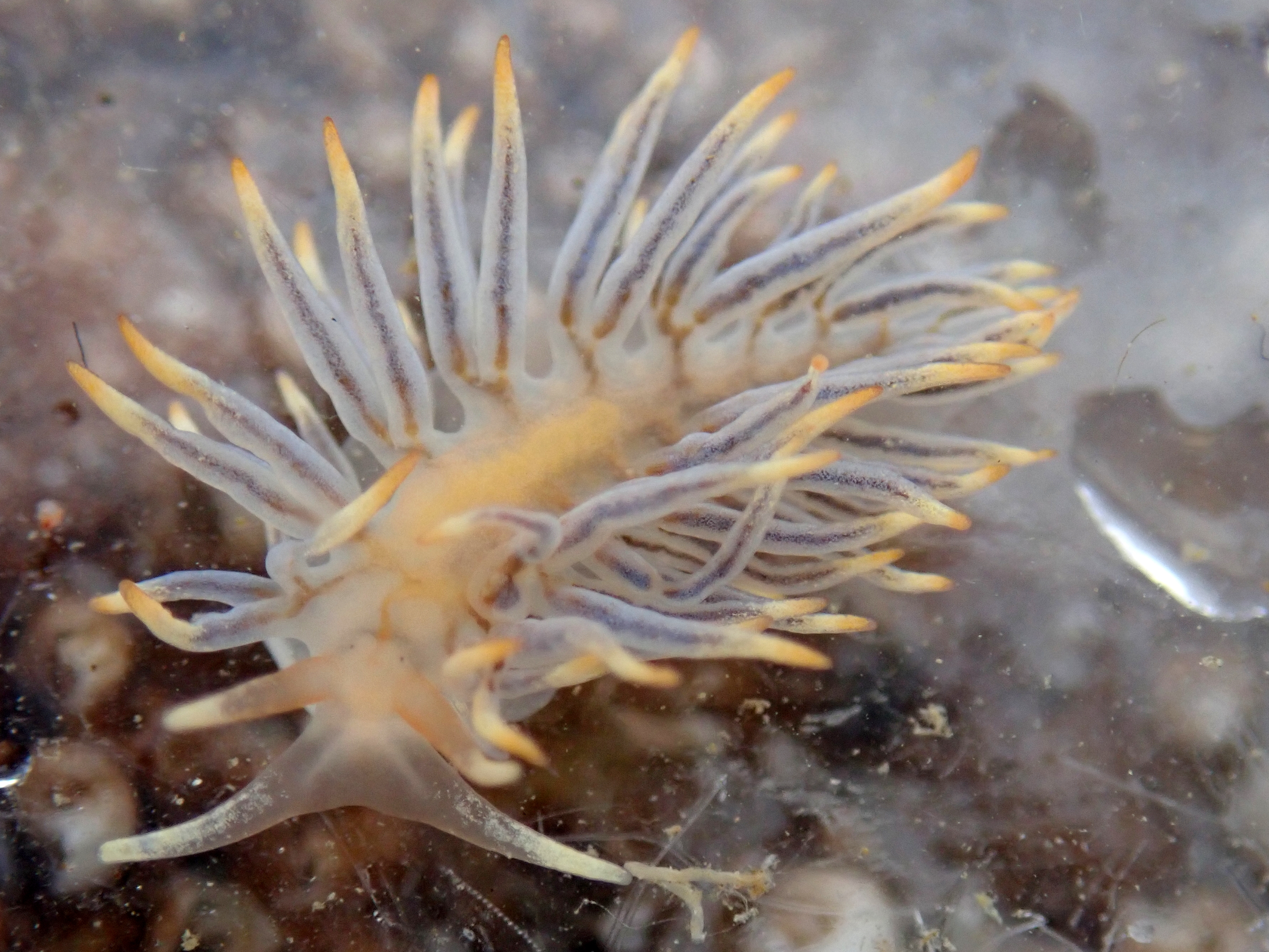 Calma glaucoides - a sea slug (nudibranch) that feeds on clingfish eggs.